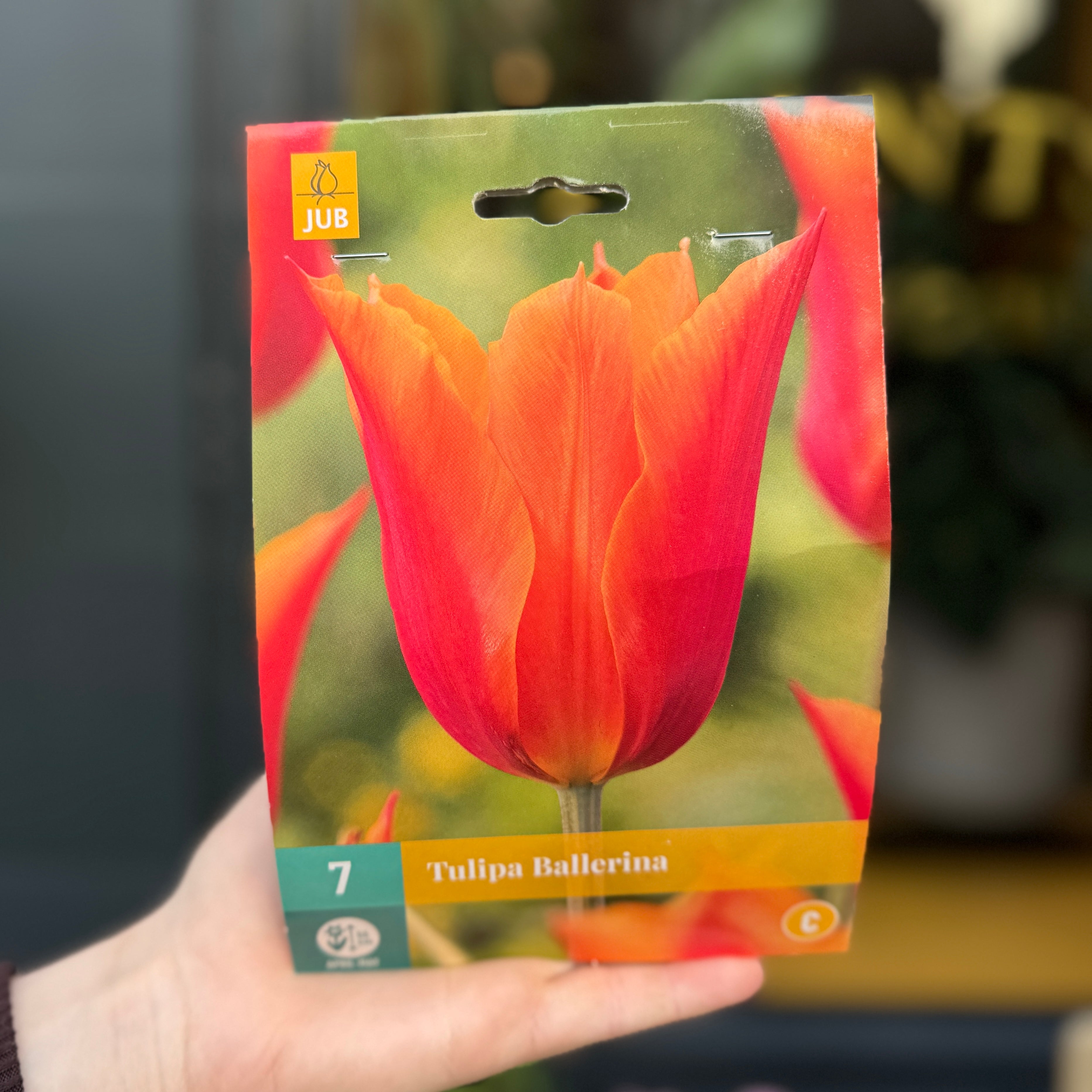 Tulip Bulbs for Autumn Planting