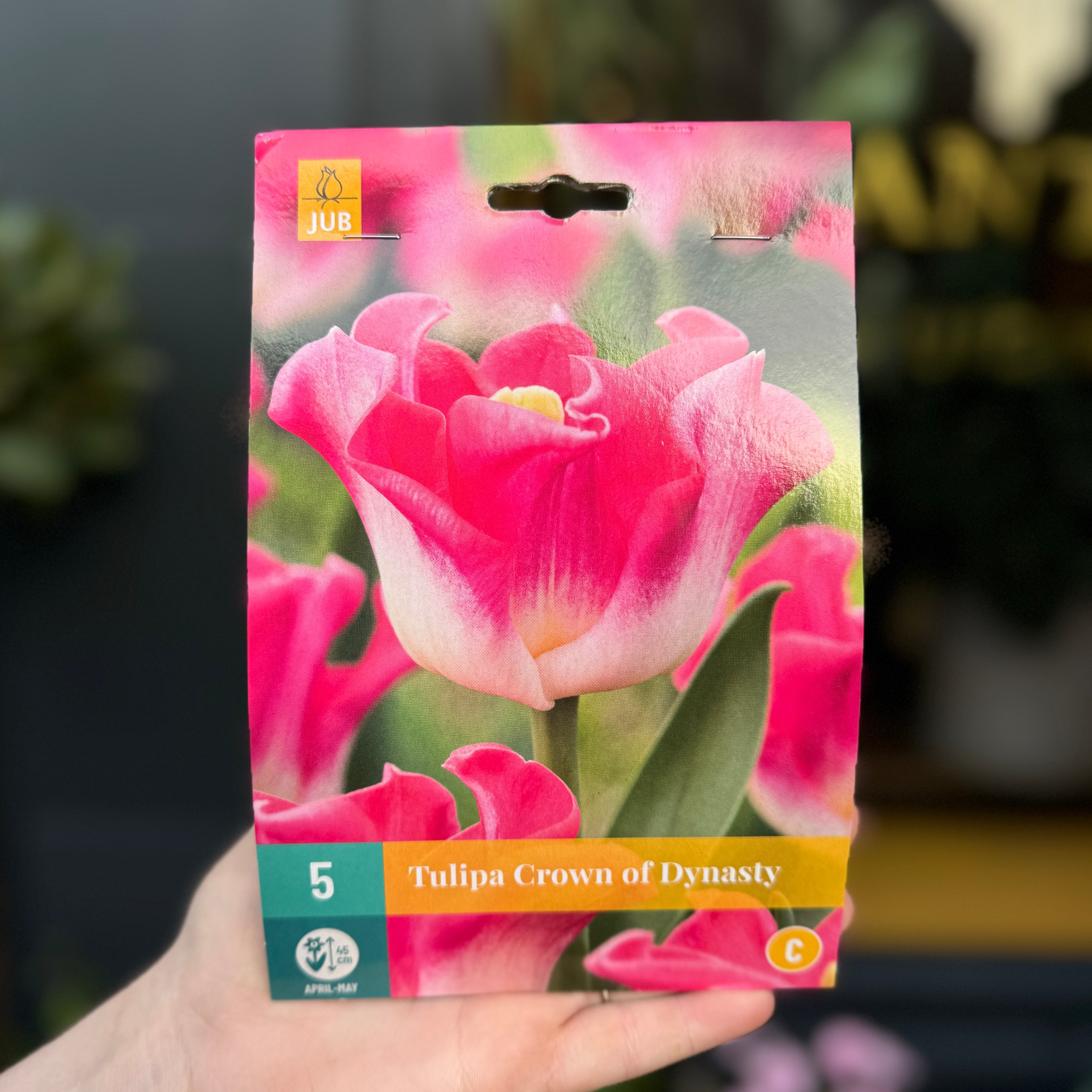 Tulip Bulbs for Autumn Planting