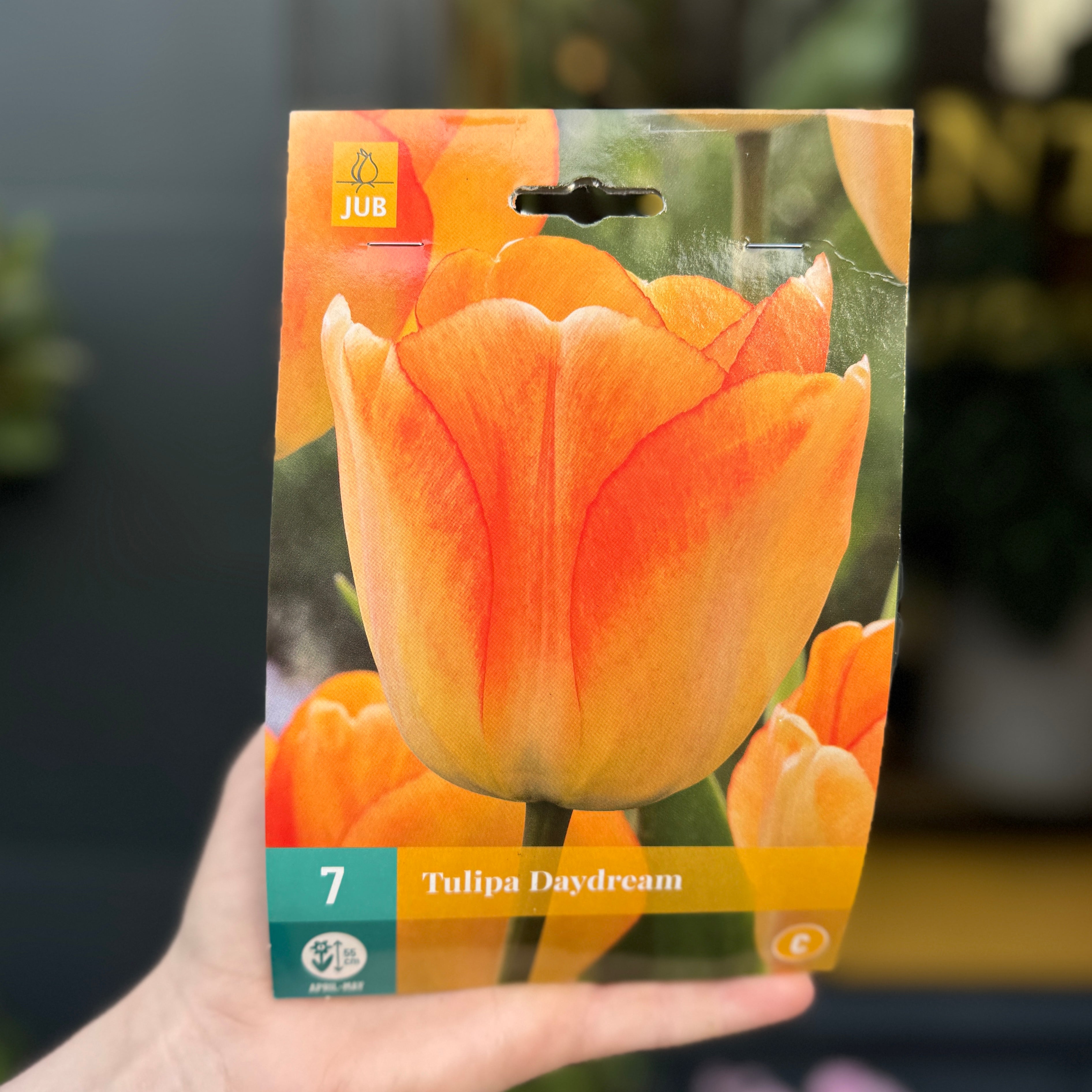 Tulip Bulbs for Autumn Planting