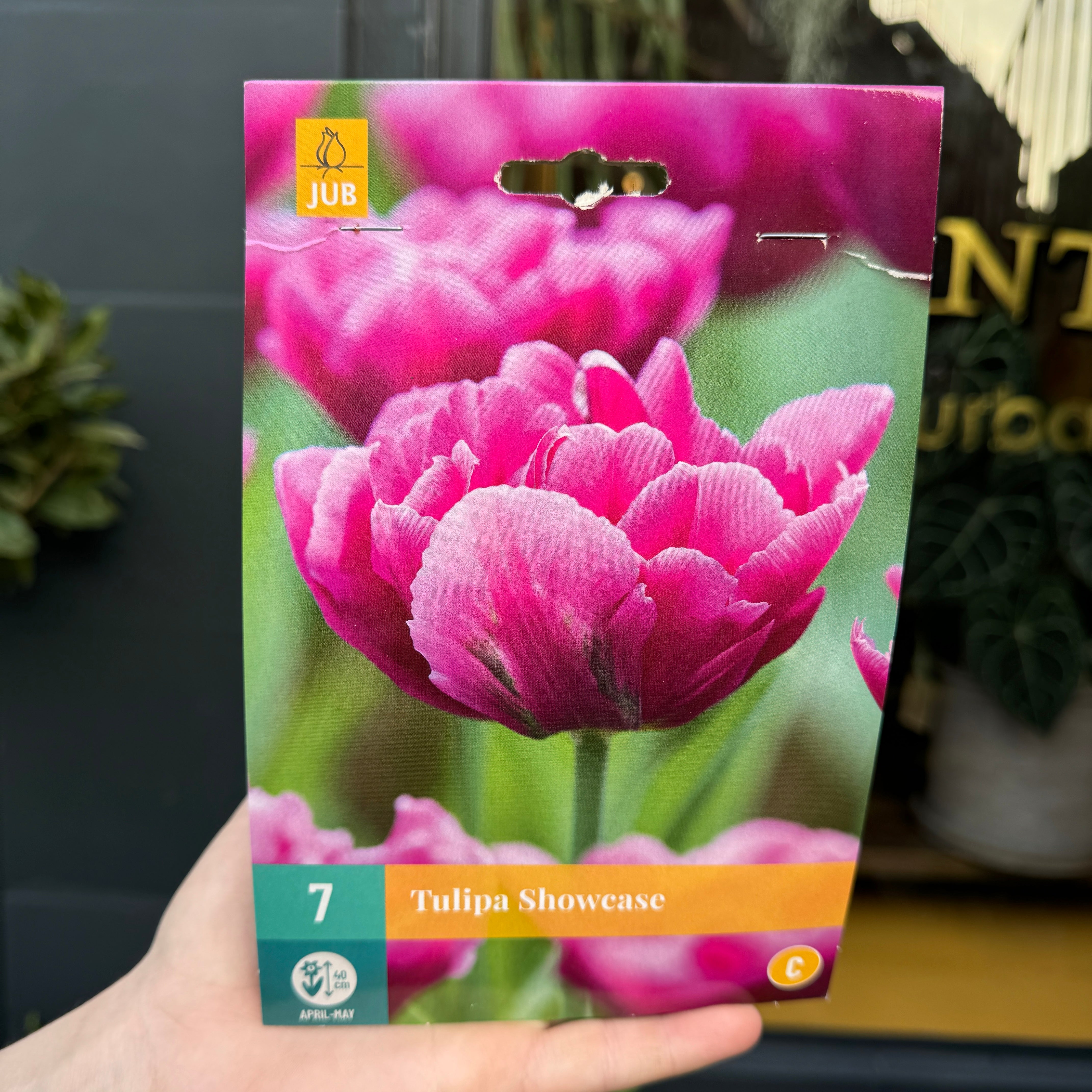 Tulip Bulbs for Autumn Planting