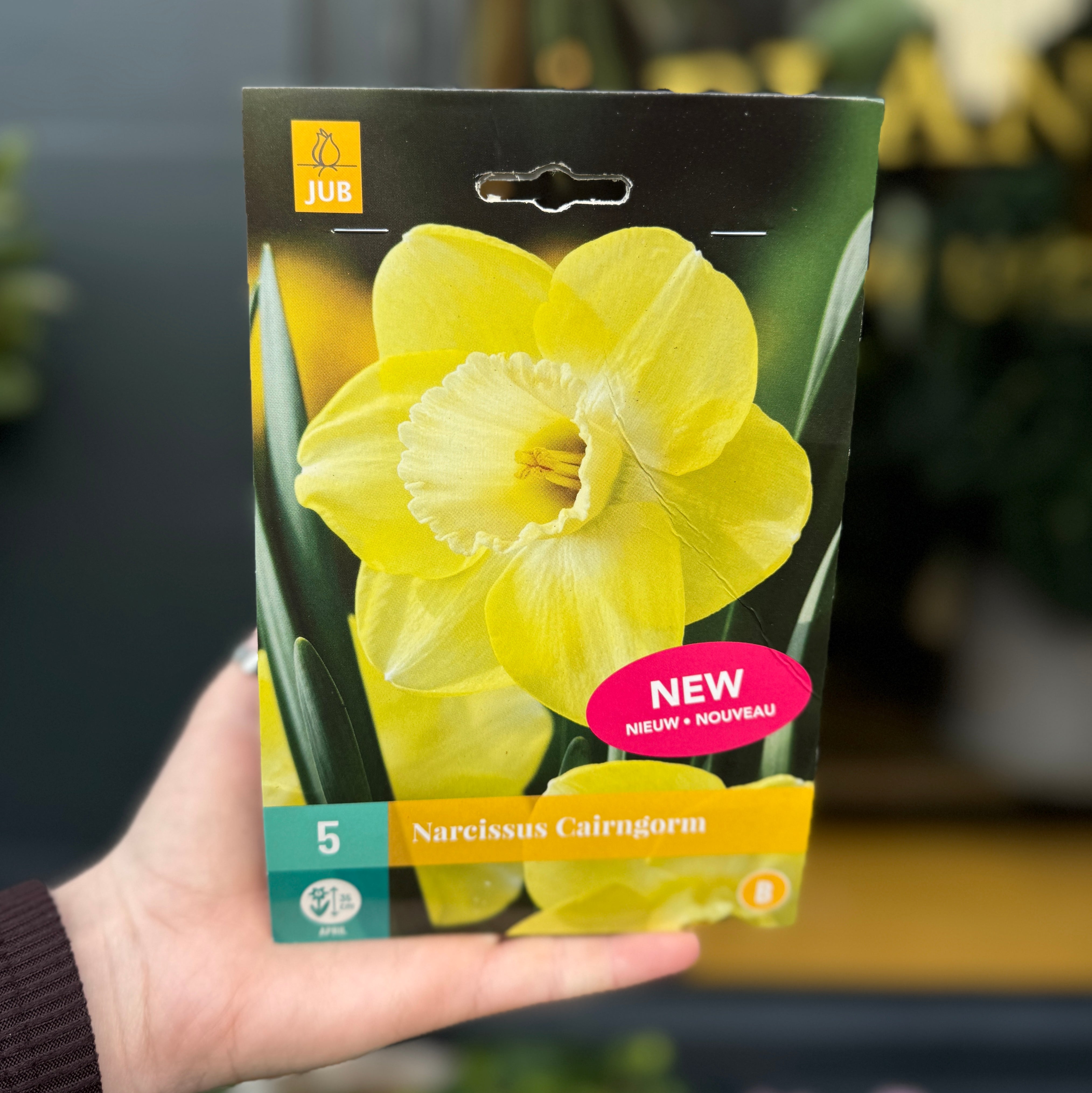 Narcissus Bulbs for Autumn Planting