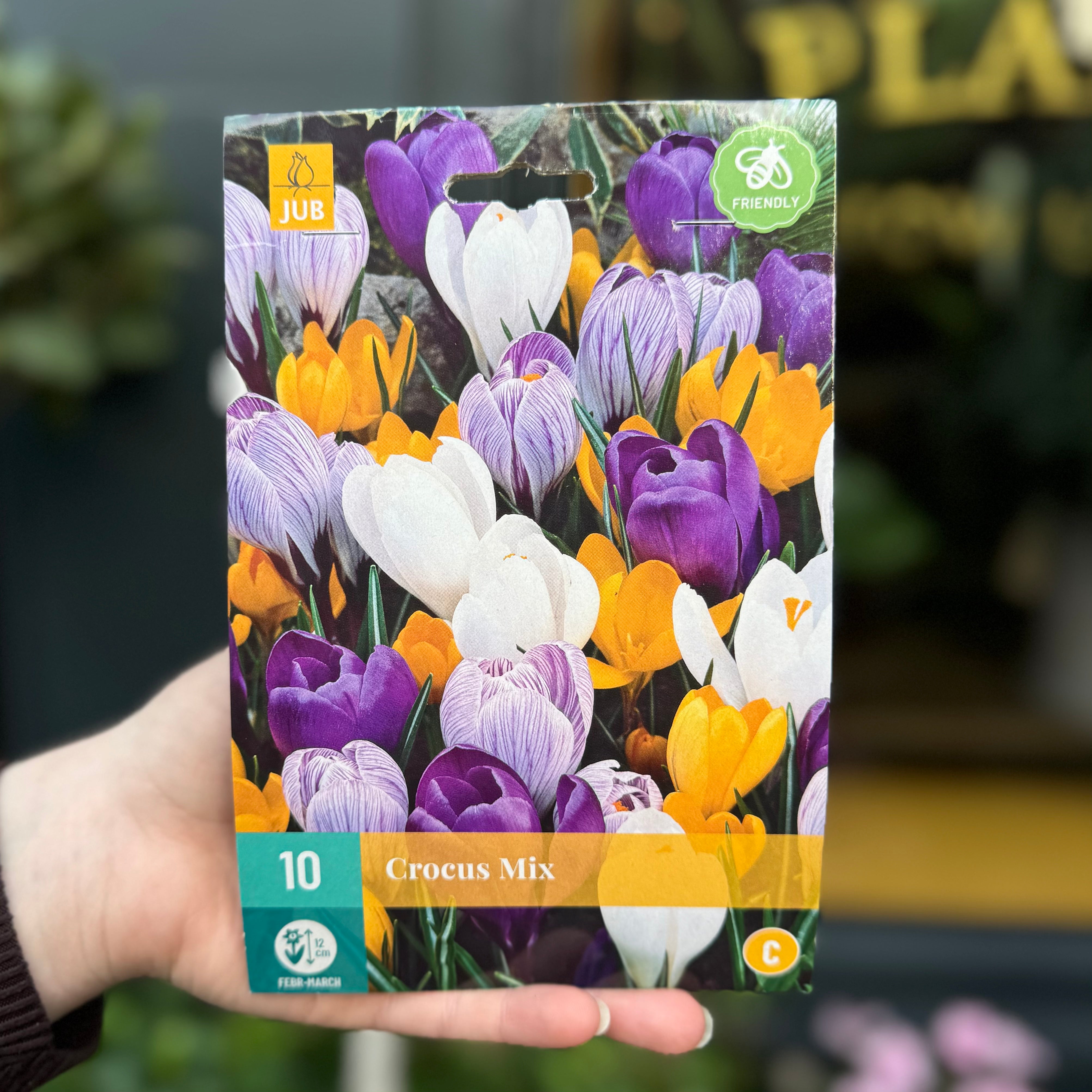 Crocus Bulbs for Autumn Planting