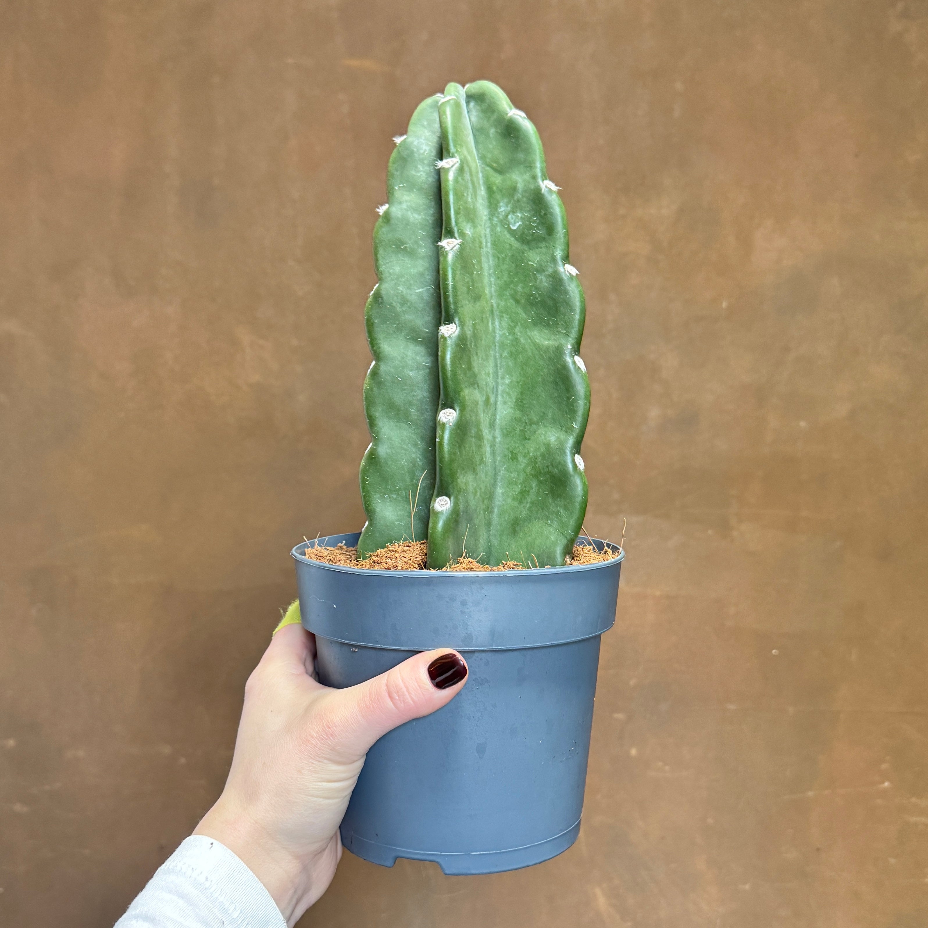 Cereus jamacaru | Cuddly Cactus