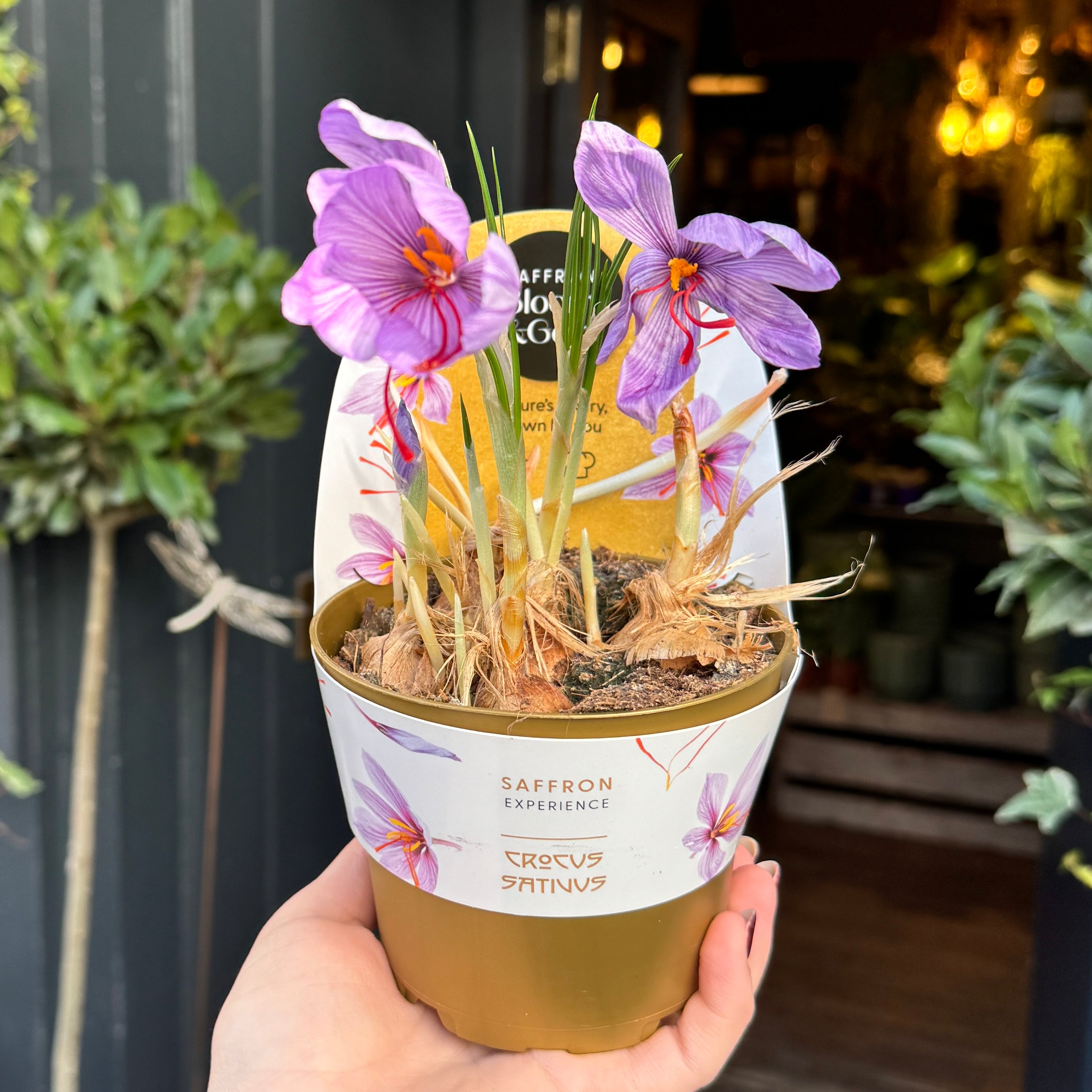 Crocus sativus – Saffron Crocus | Grow Your Own Saffron