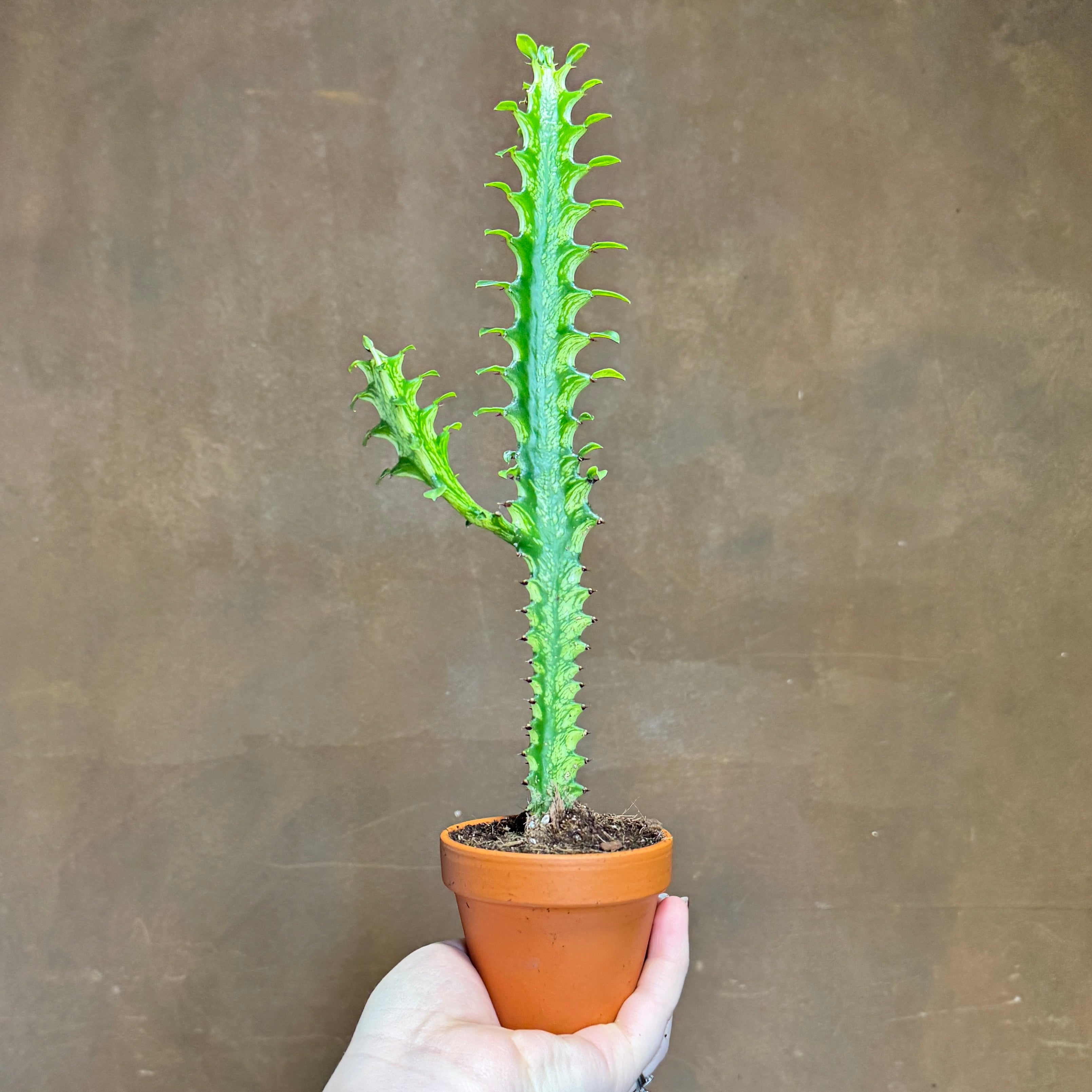 Euphorbia lactea ‘Variegata’