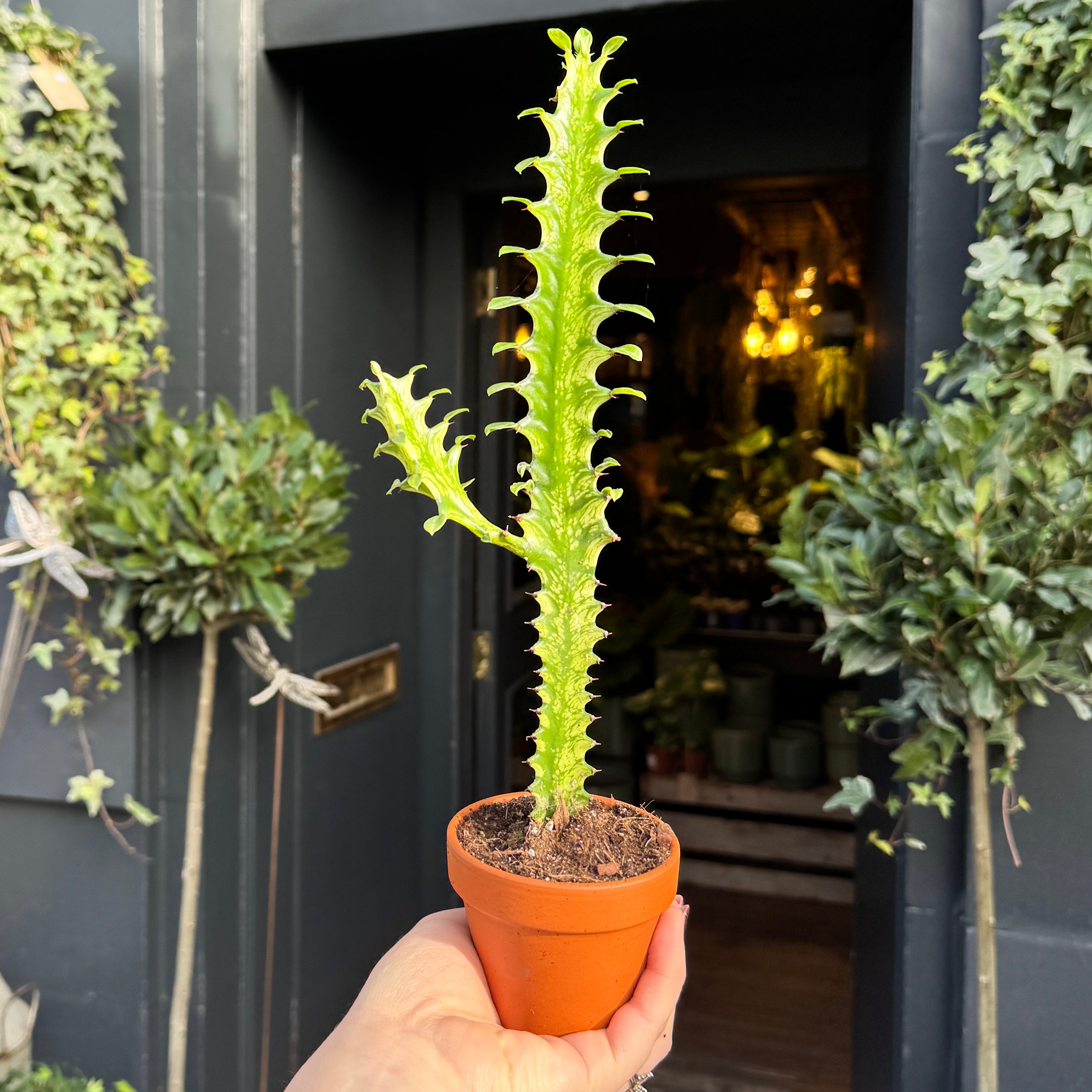 Euphorbia lactea ‘Variegata’