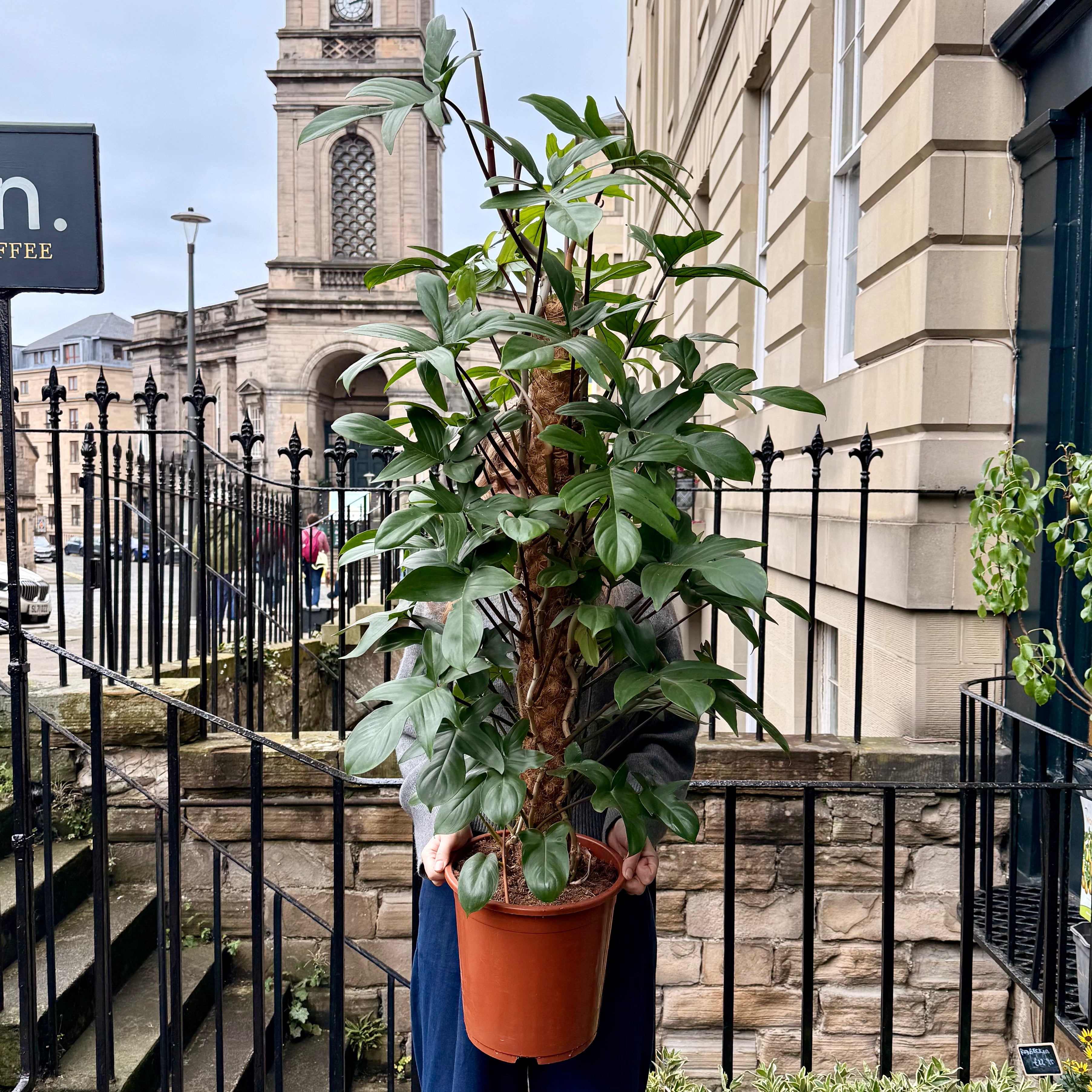 Philodendron pedatum (150cm)