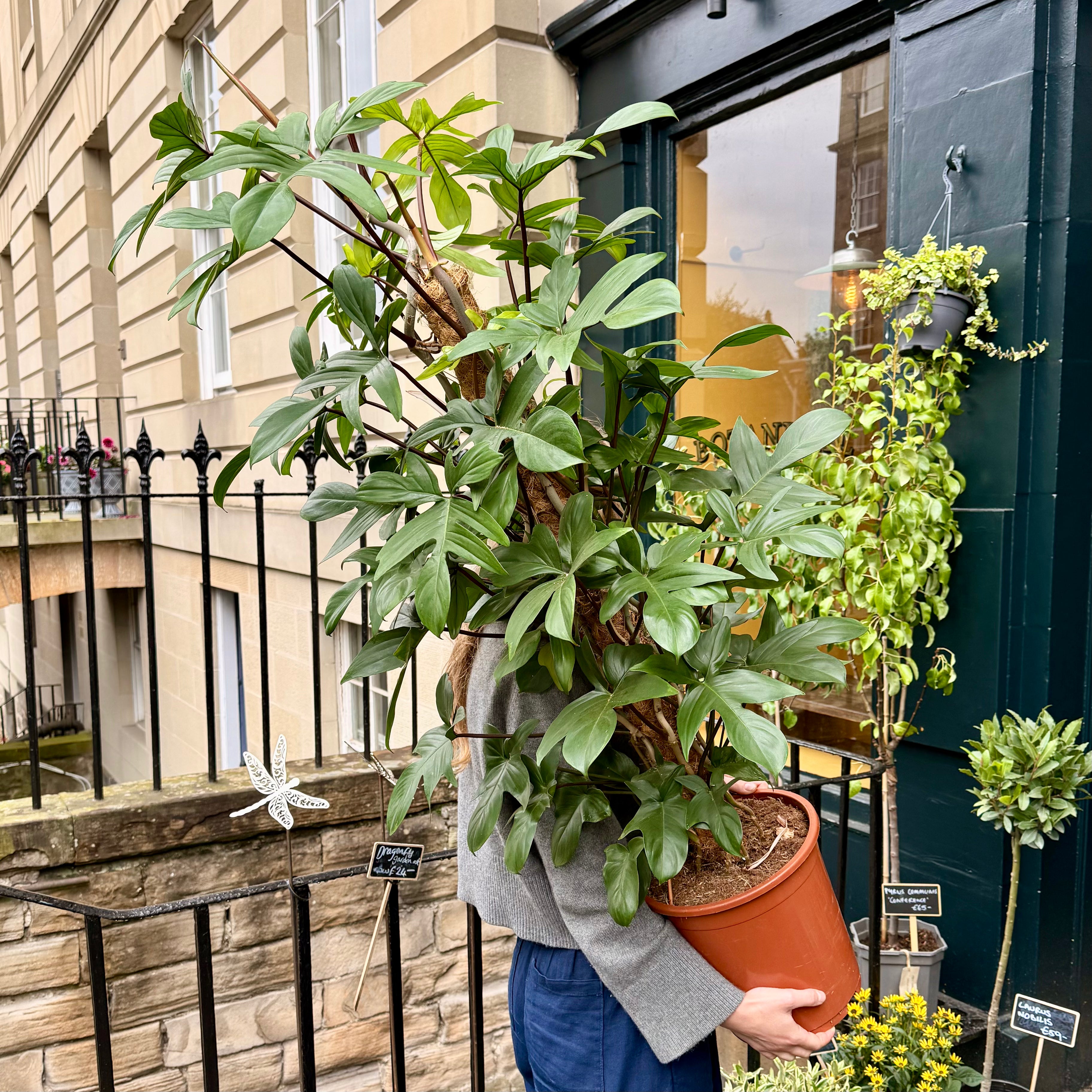 Philodendron pedatum (150cm)
