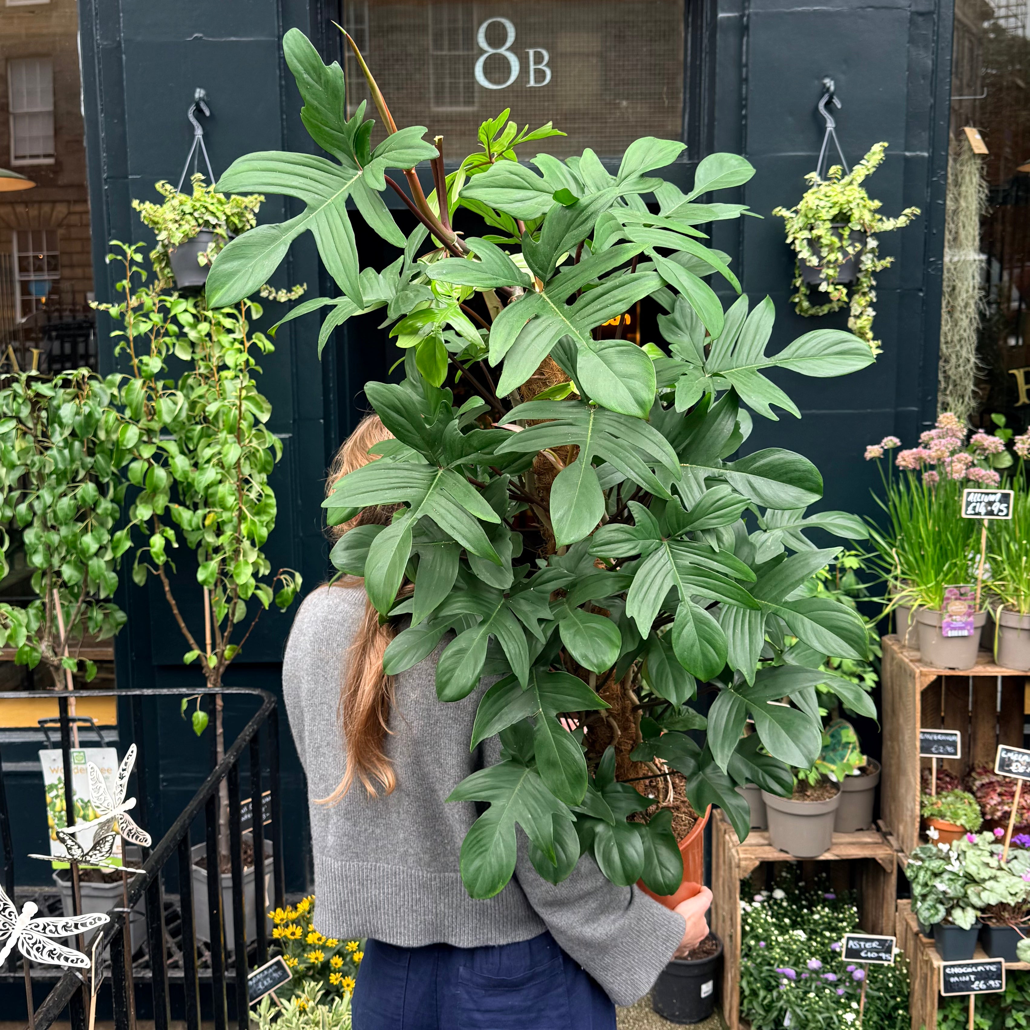 Philodendron pedatum (150cm)