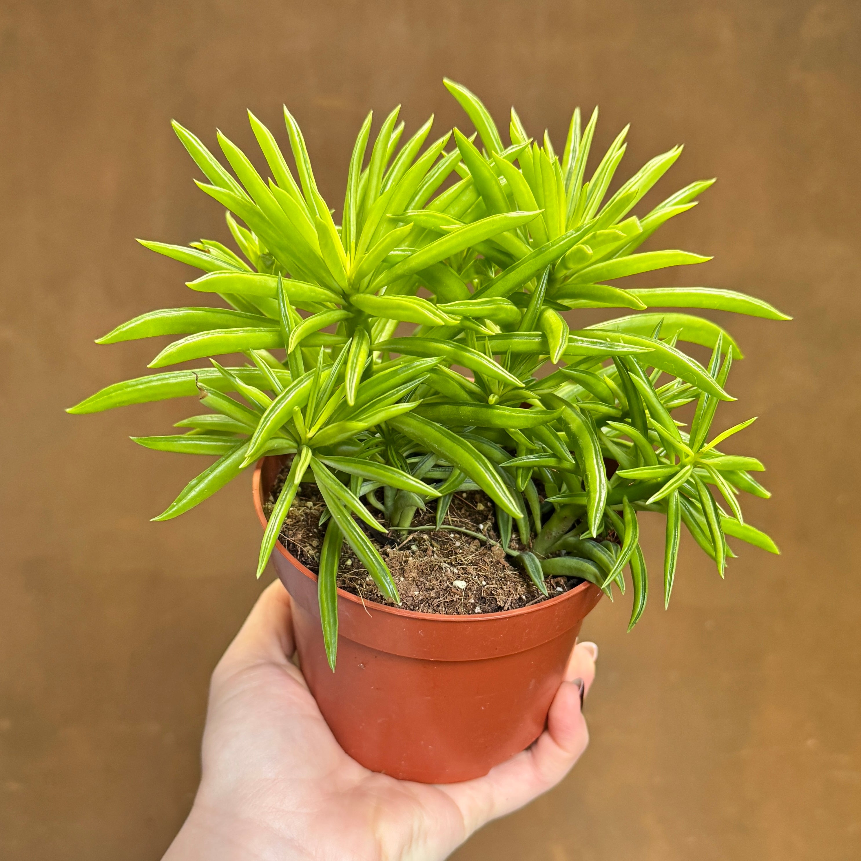 Peperomia 'Happy Bean’