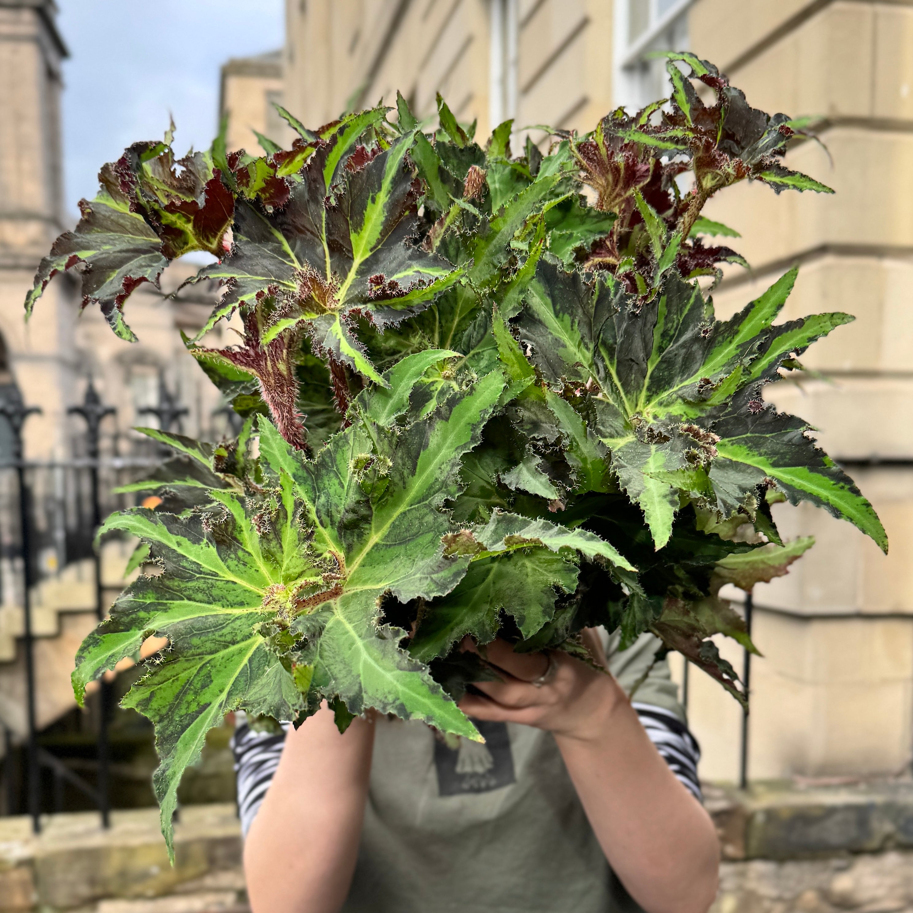 Begonia rex ‘Liondance'