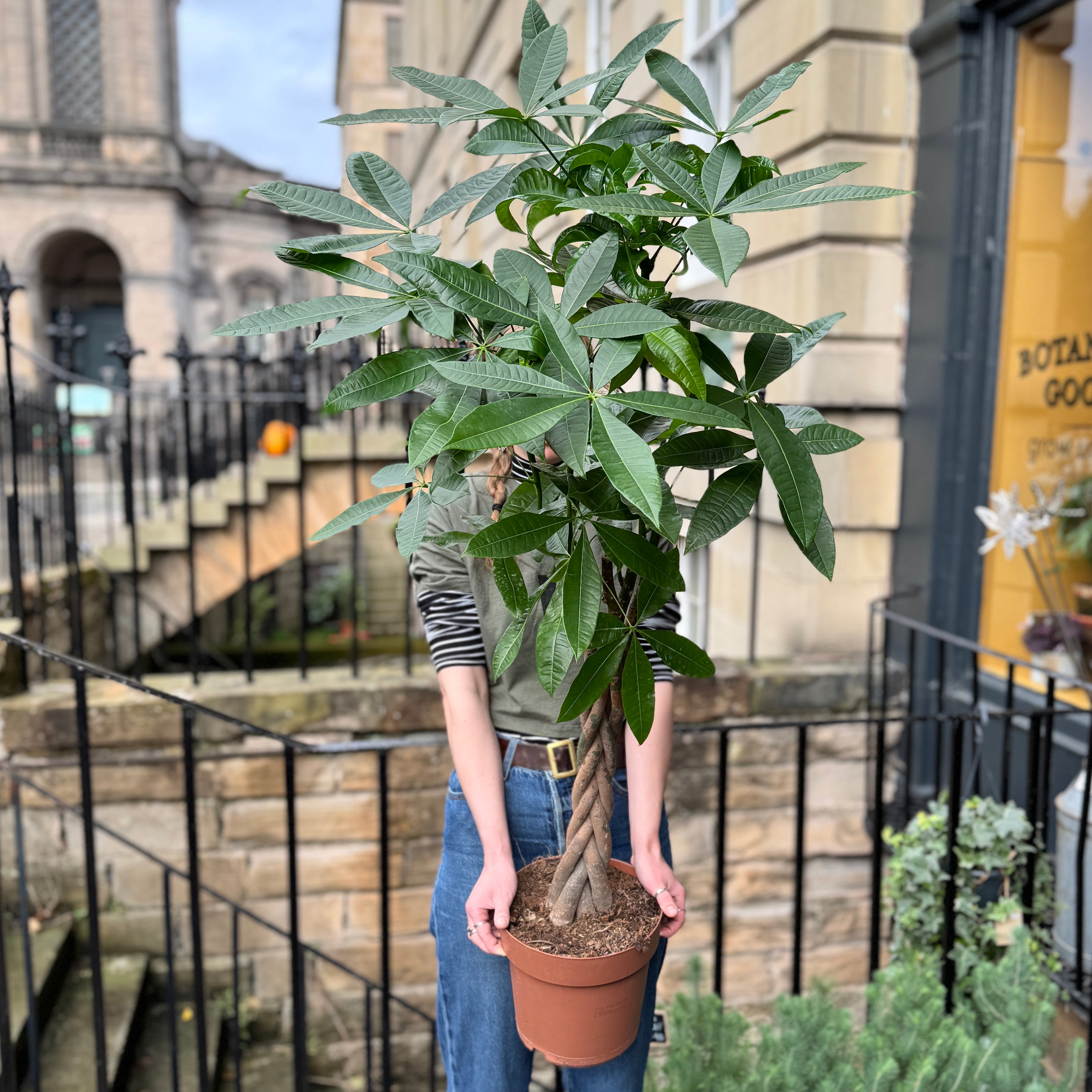 Pachira aquatica (140cm)