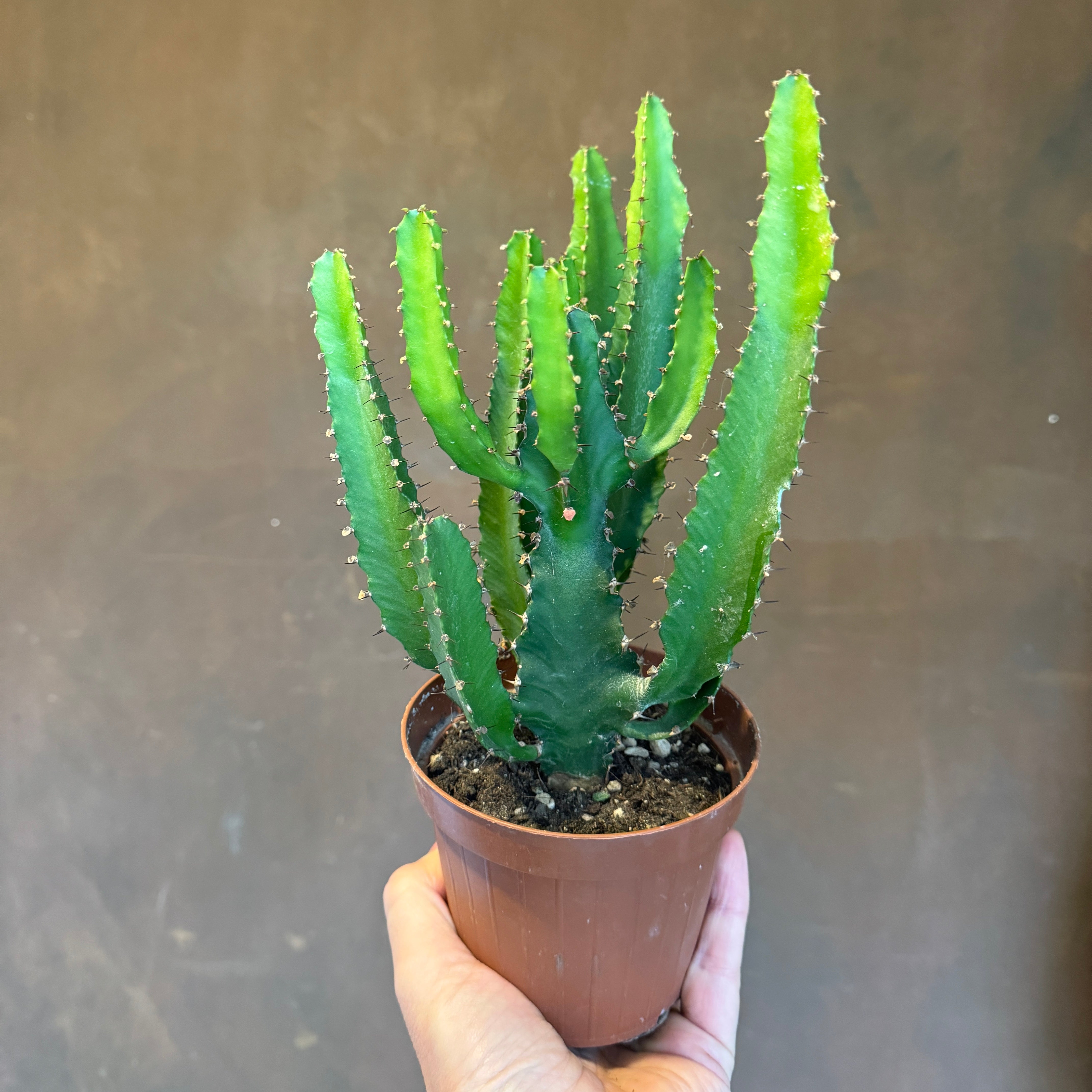 Euphorbia triangularis