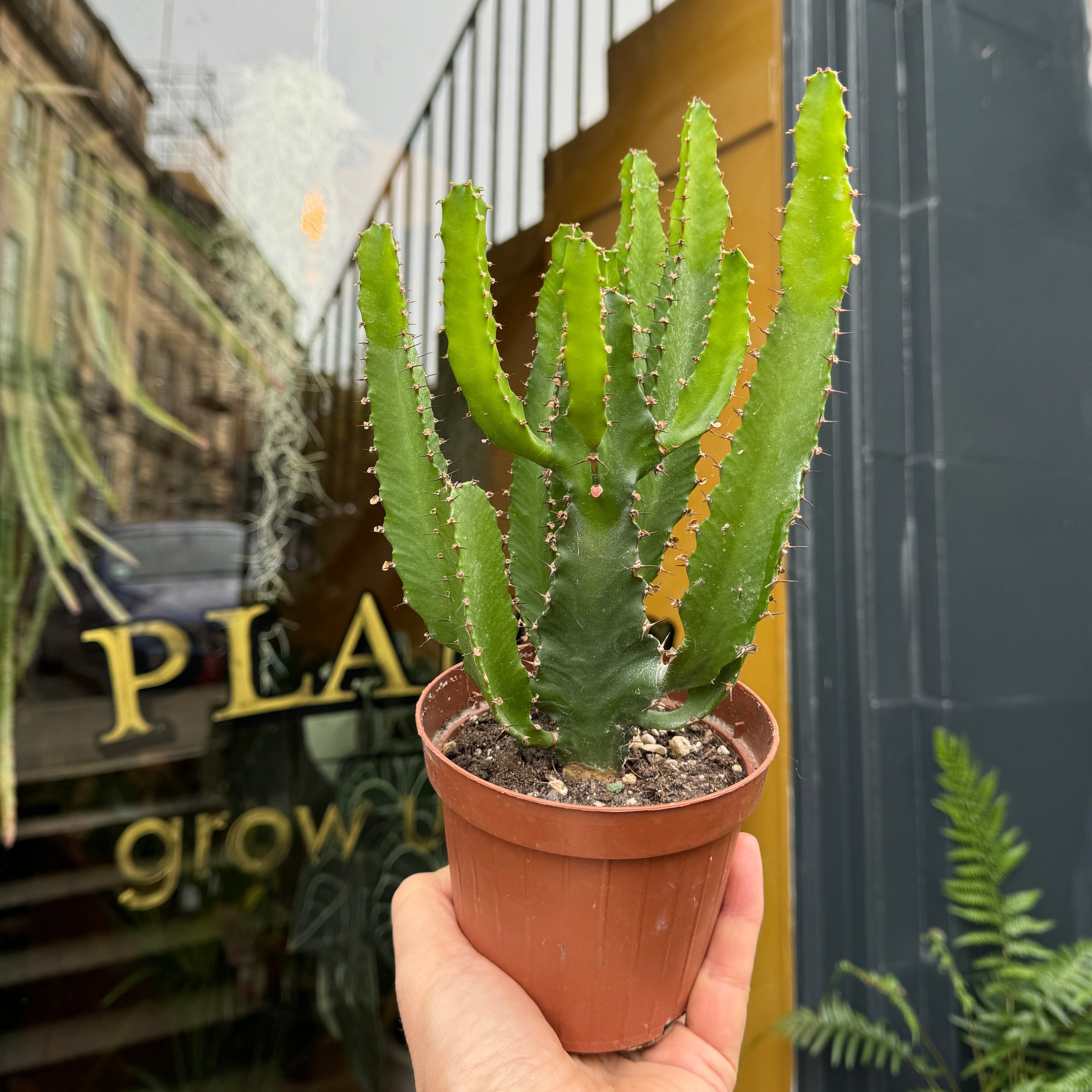 Euphorbia triangularis