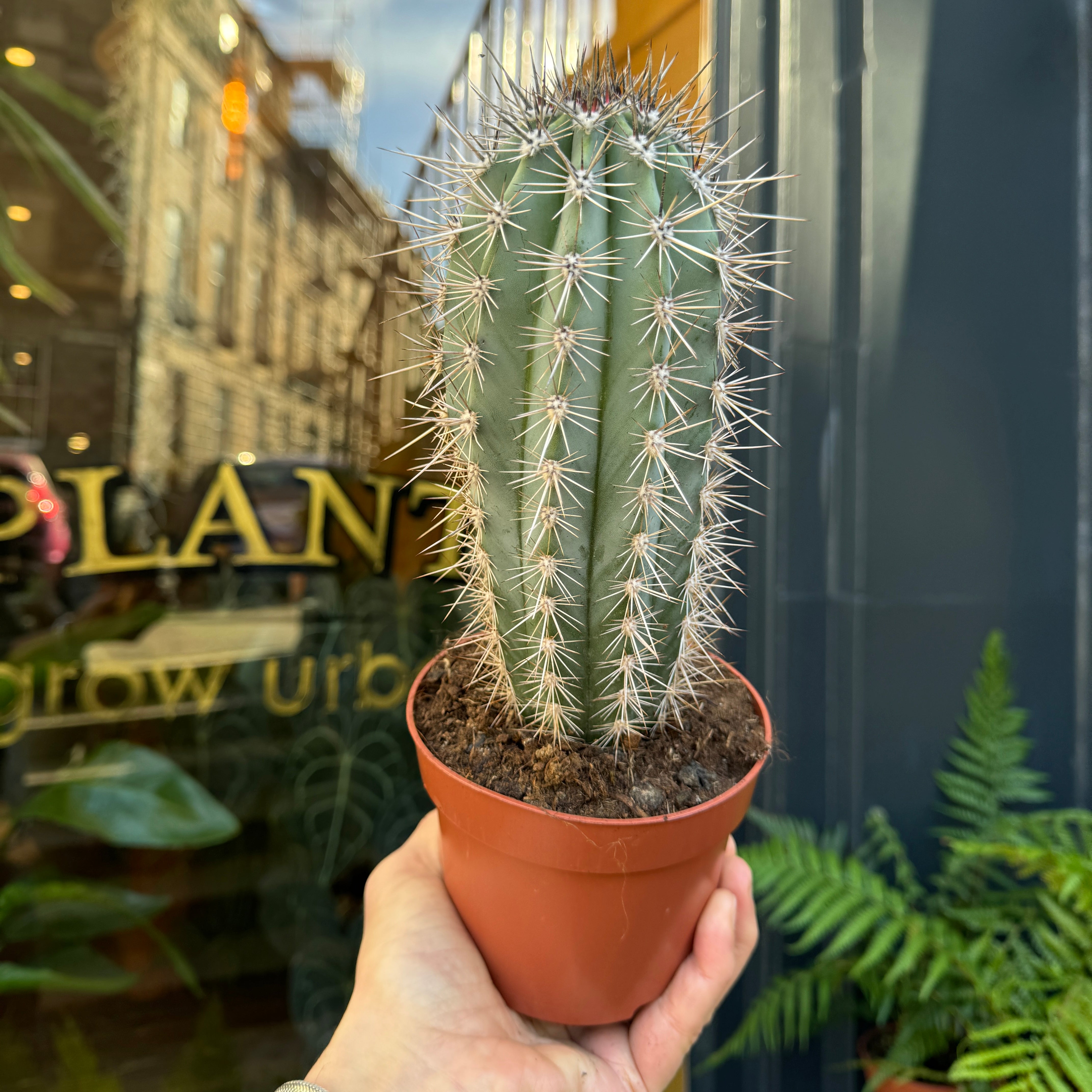 Pachycereus pringlei