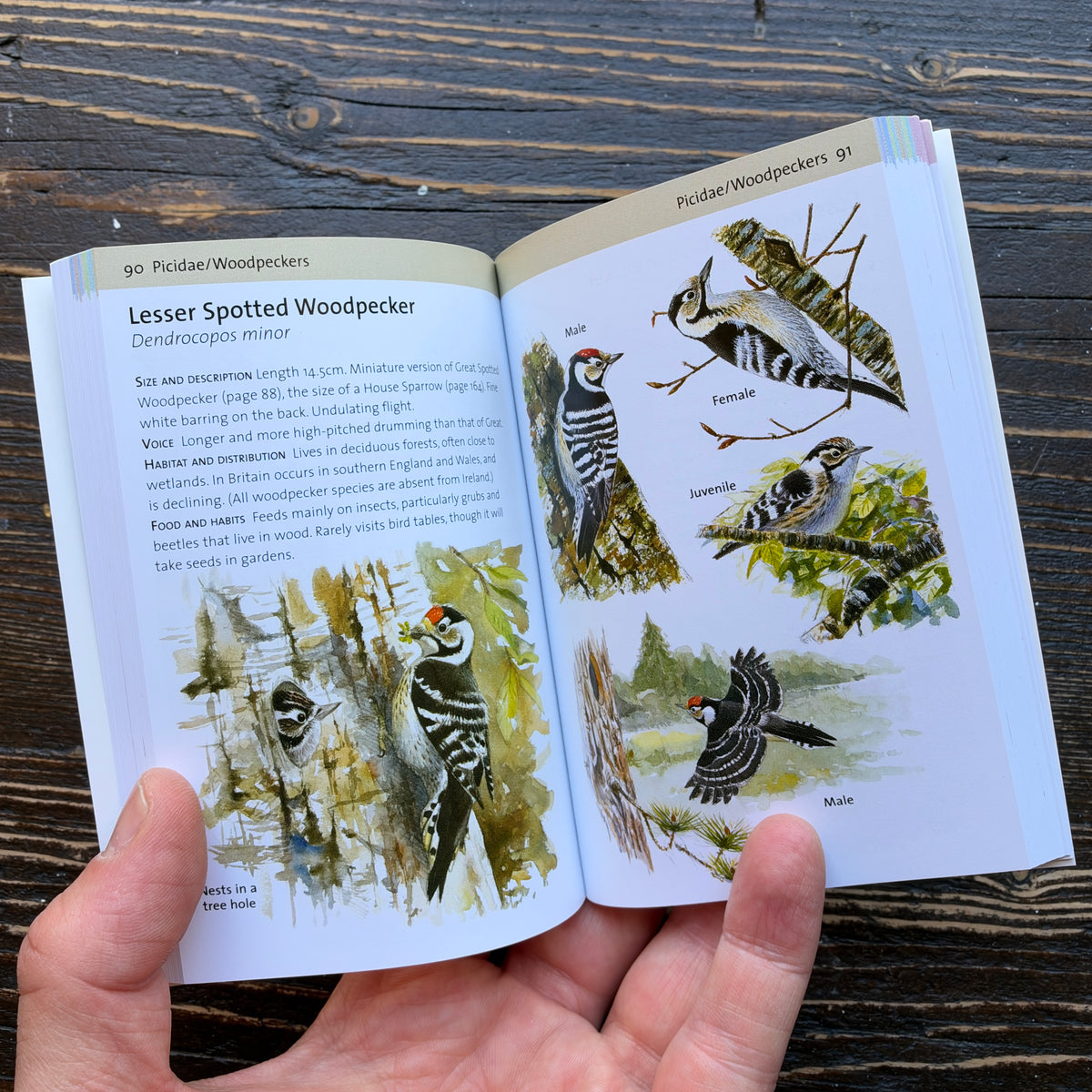 Concise Garden Bird Guide