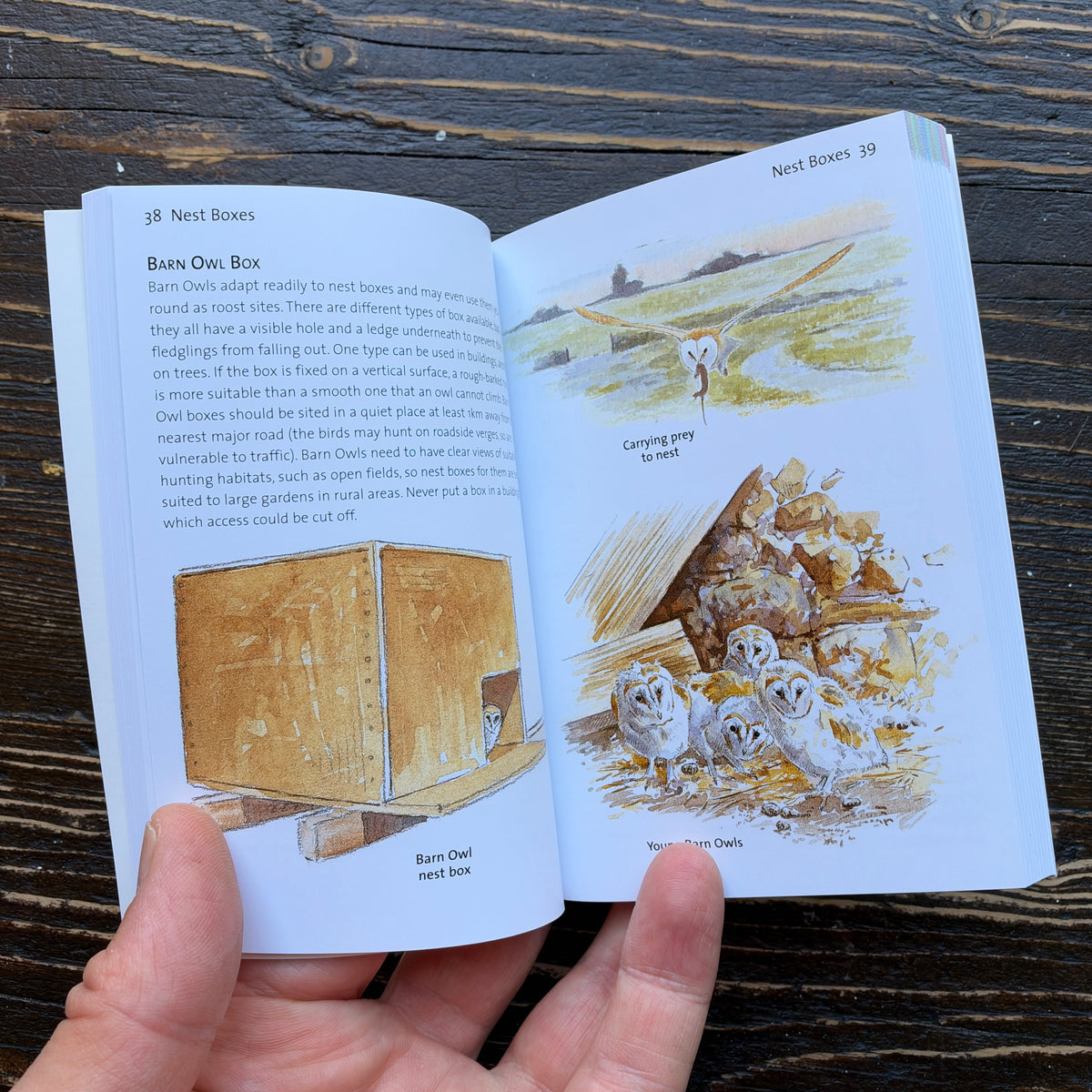 Concise Garden Bird Guide