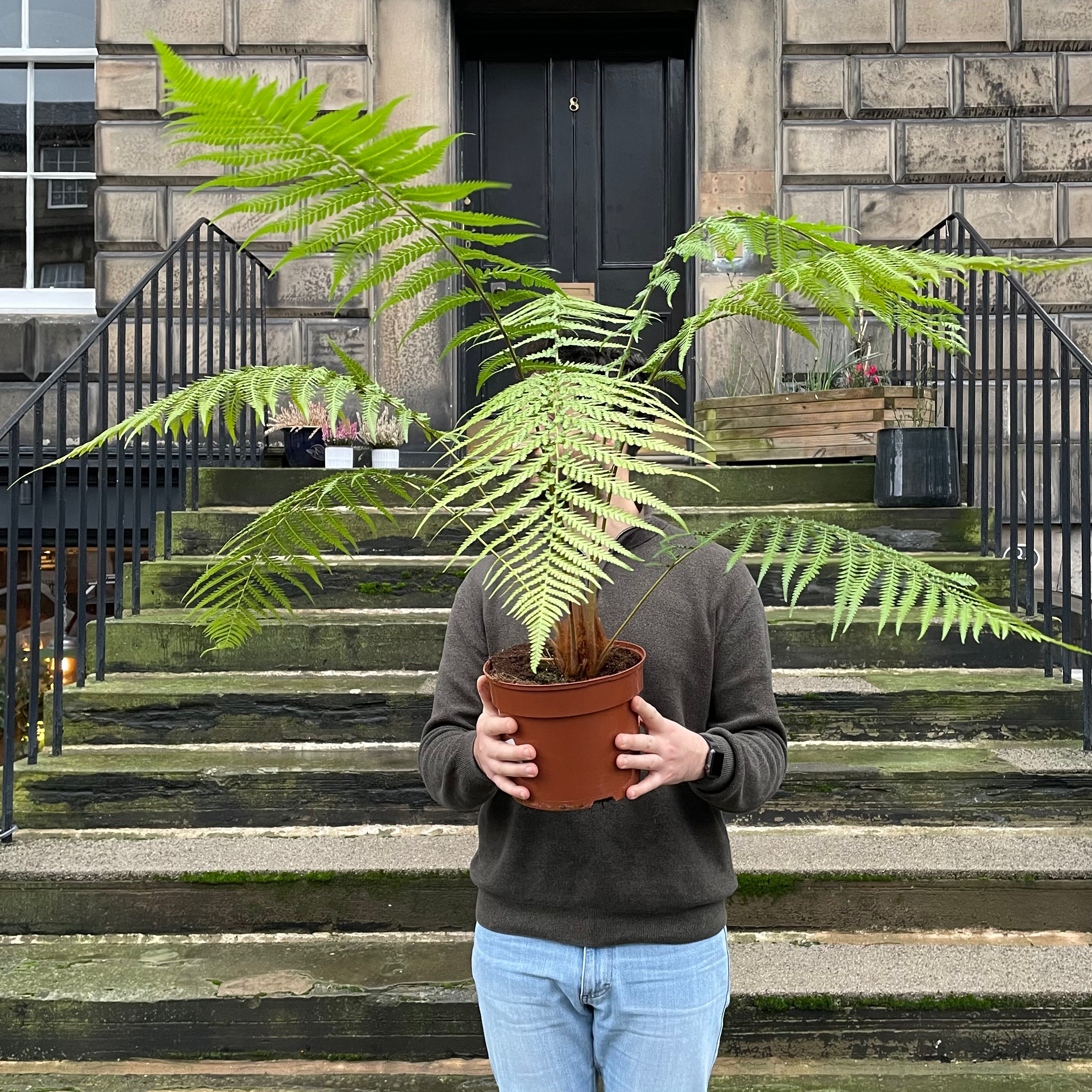 Dicksonia antarctica