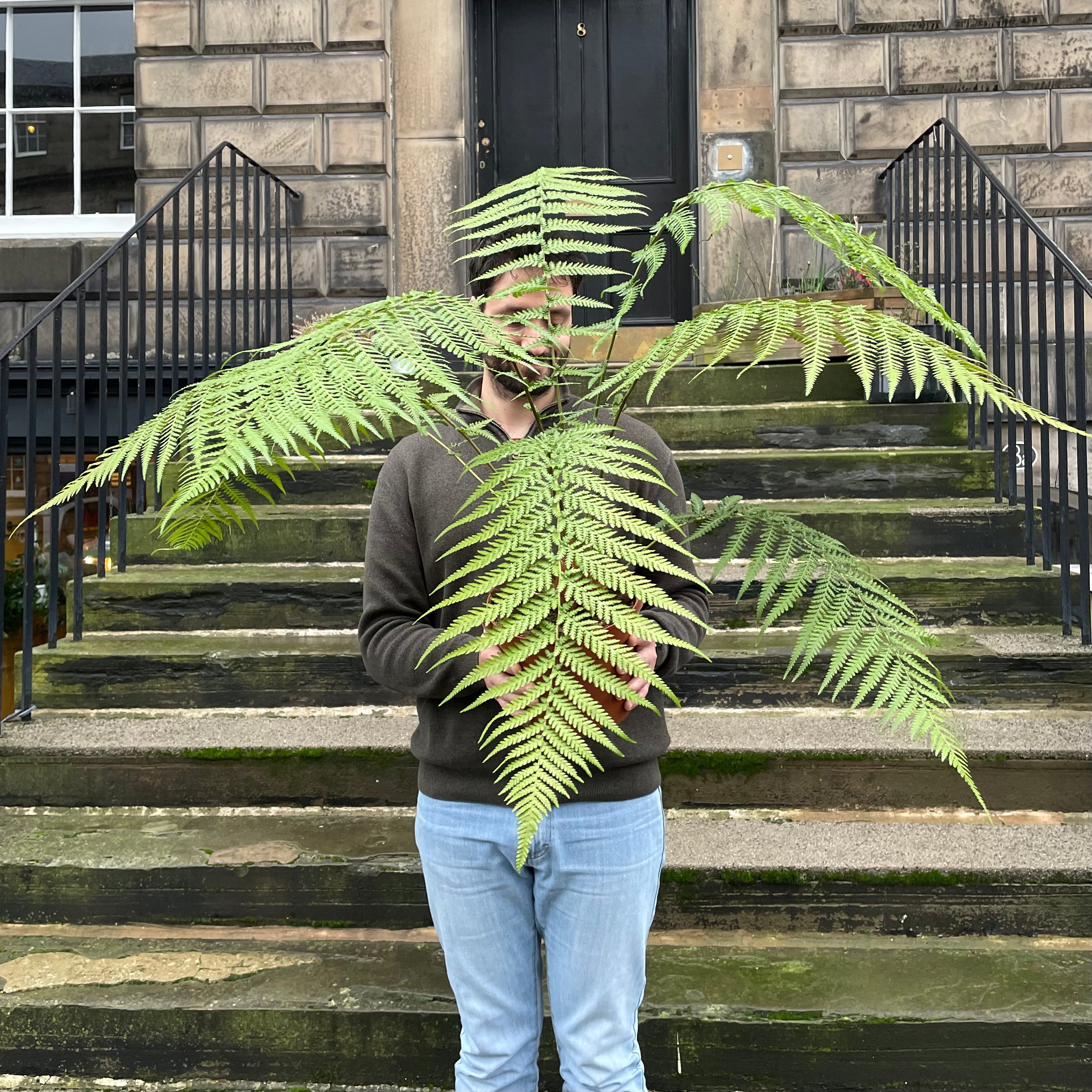 Dicksonia antarctica