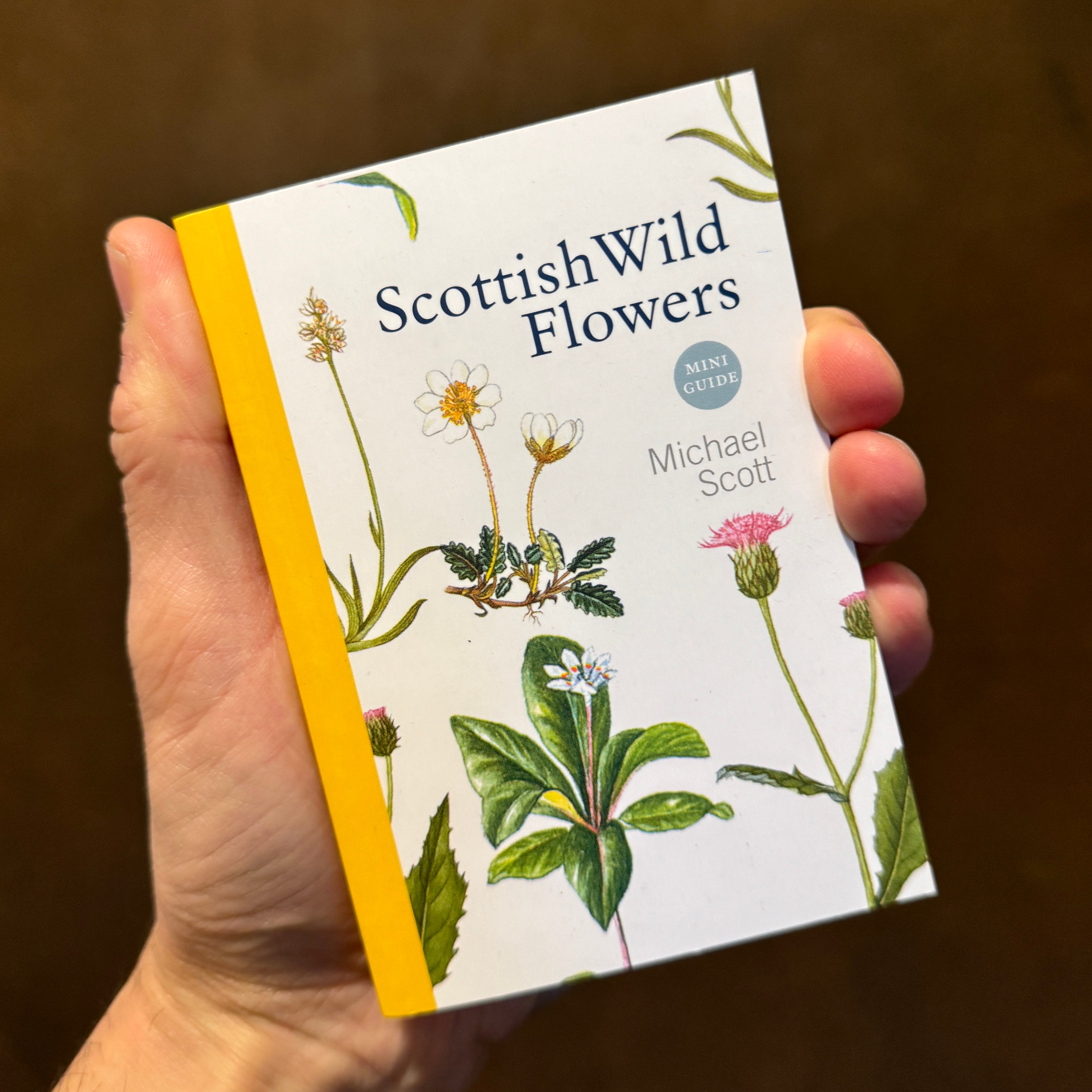 Scottish Wild Flowers (A Mini Guide)