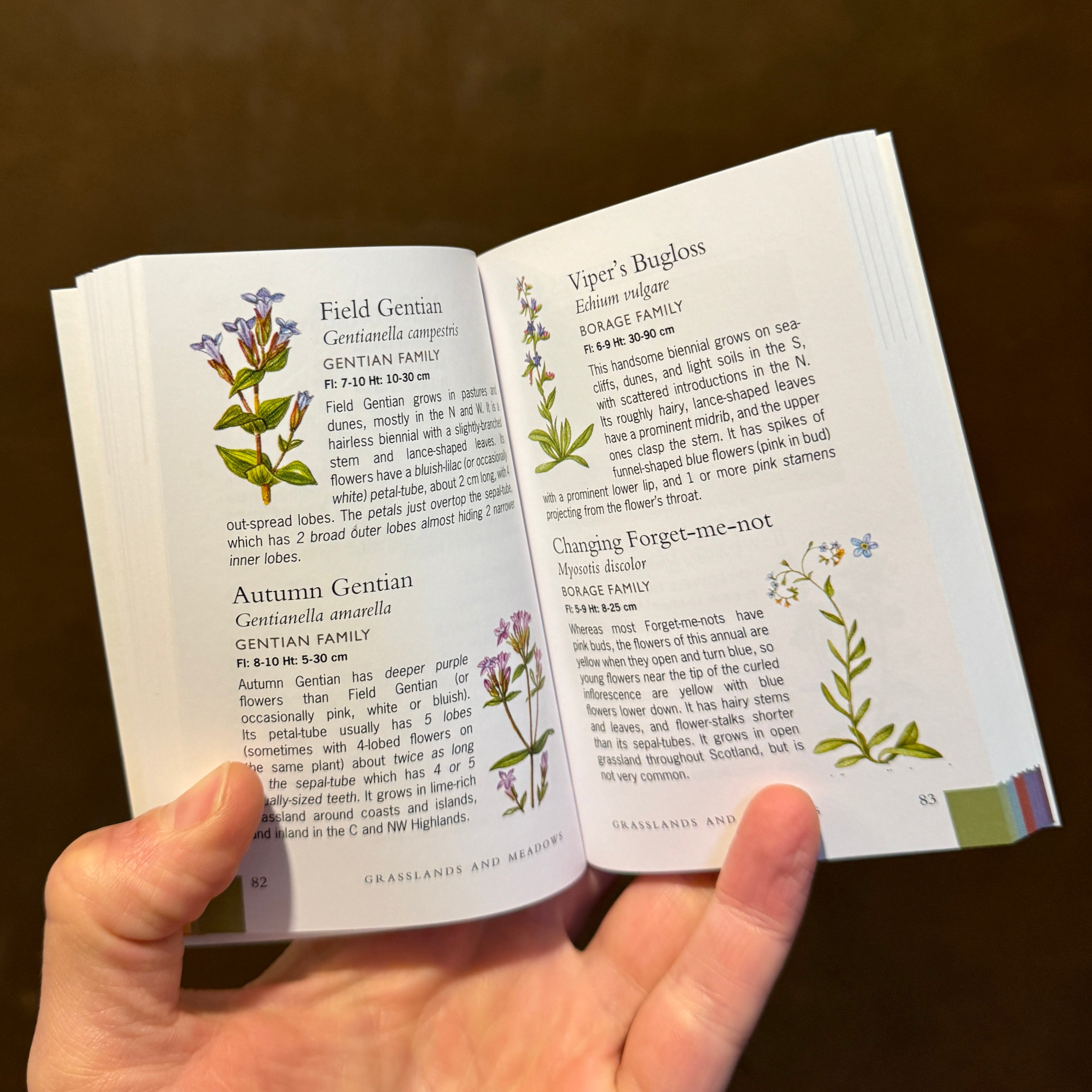 Scottish Wild Flowers (A Mini Guide)