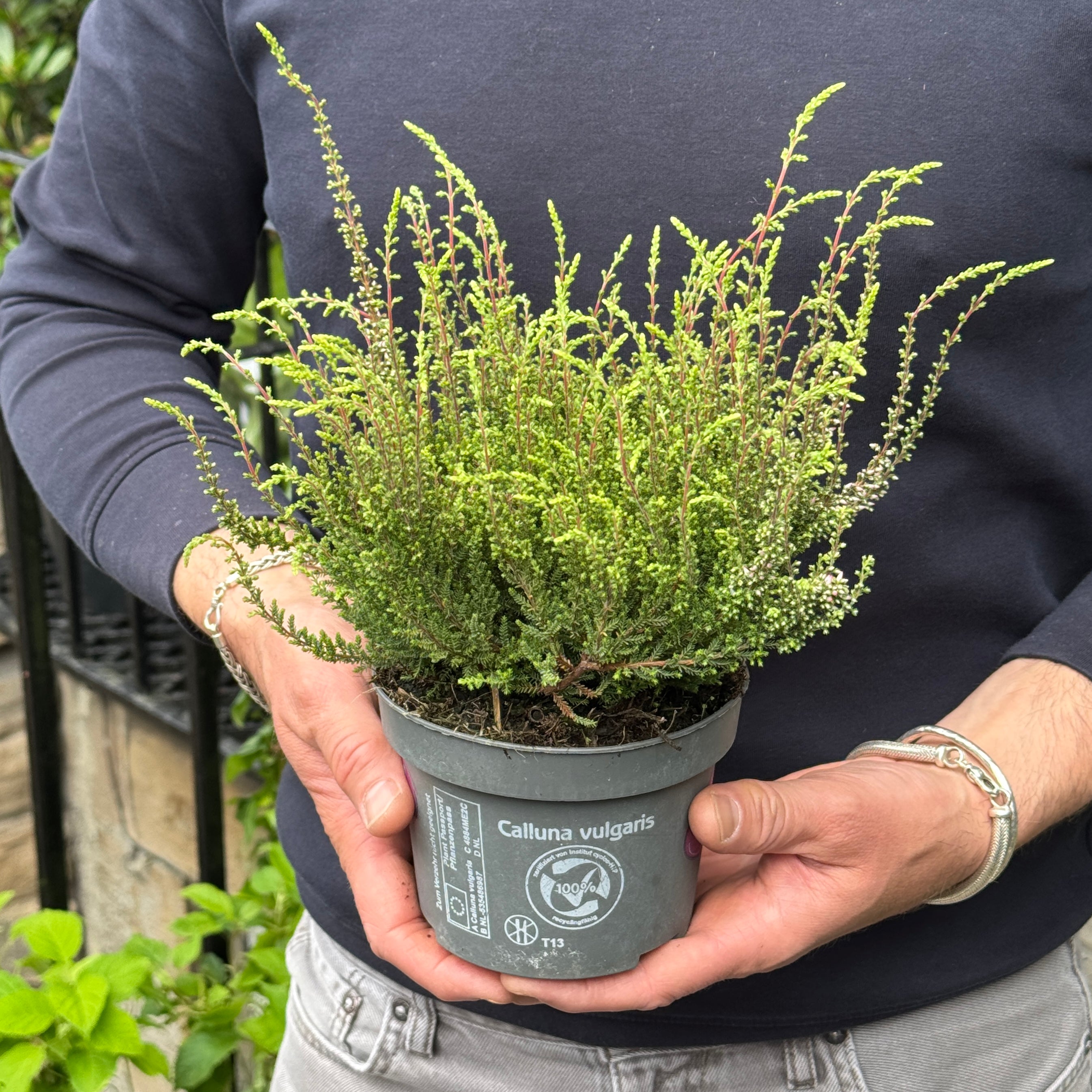 Calluna vulgaris 'Garden Girls Rosita'