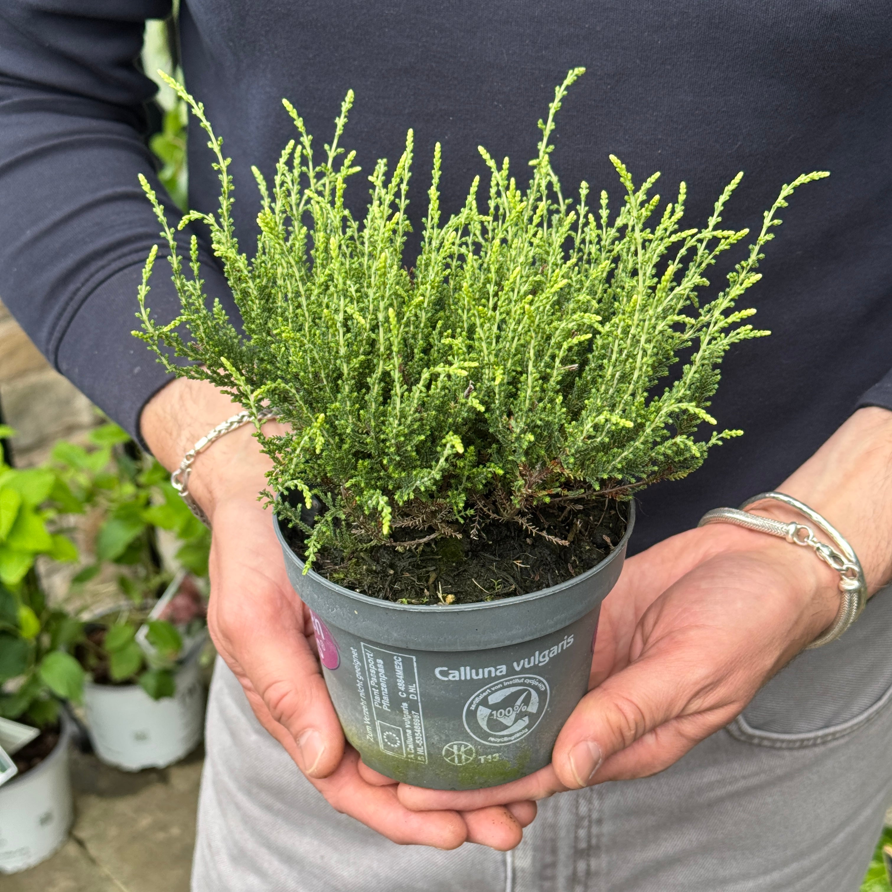 Calluna vulgaris 'Garden Girls Alicia'
