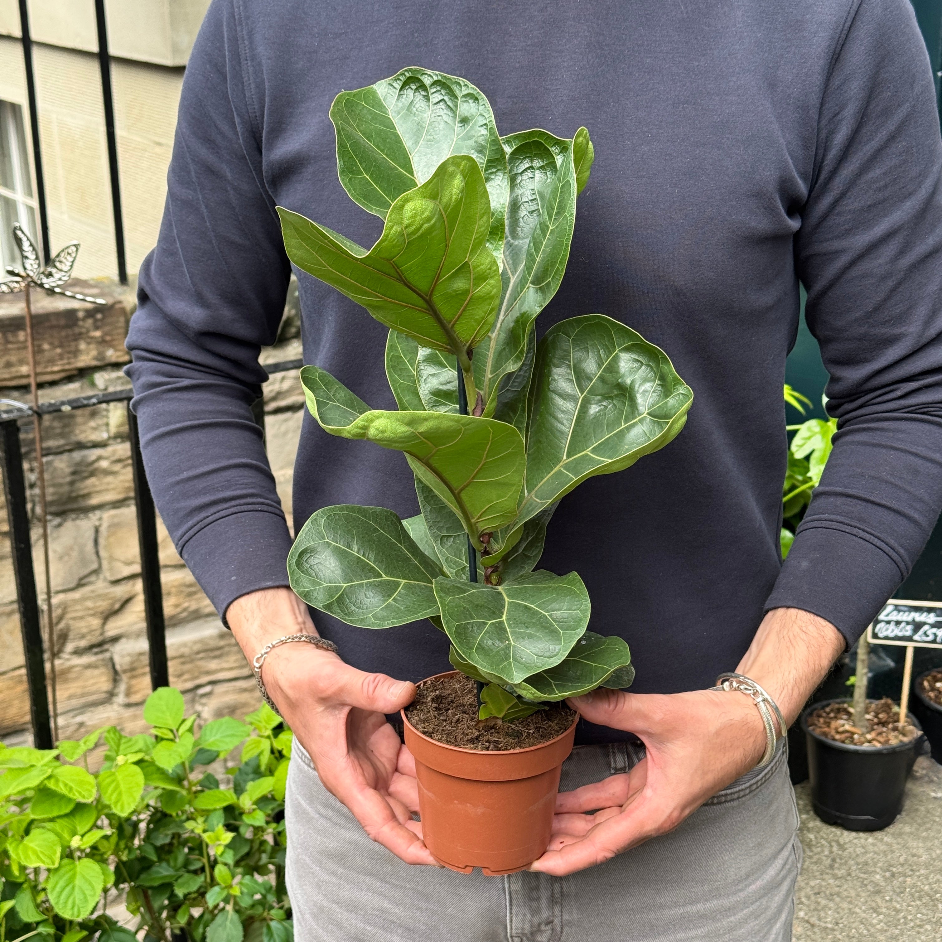 Ficus lyrata 'Bambino'