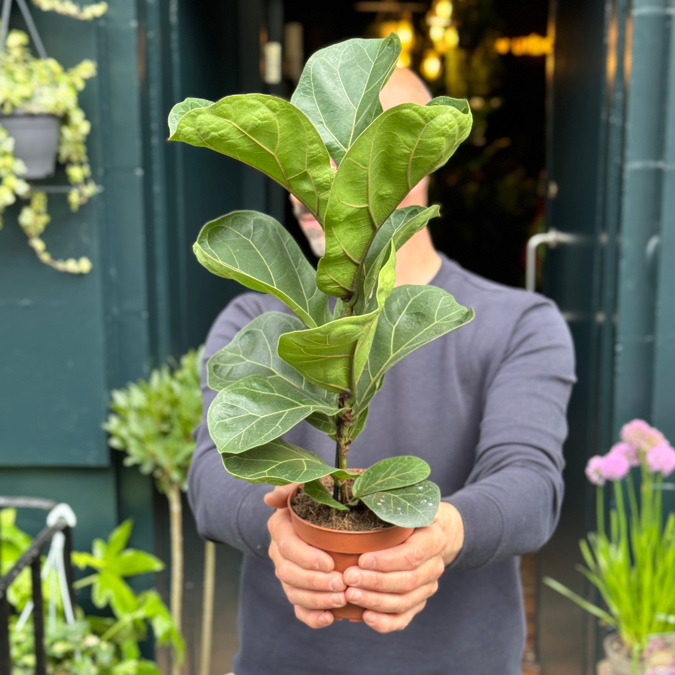 Ficus lyrata 'Bambino'