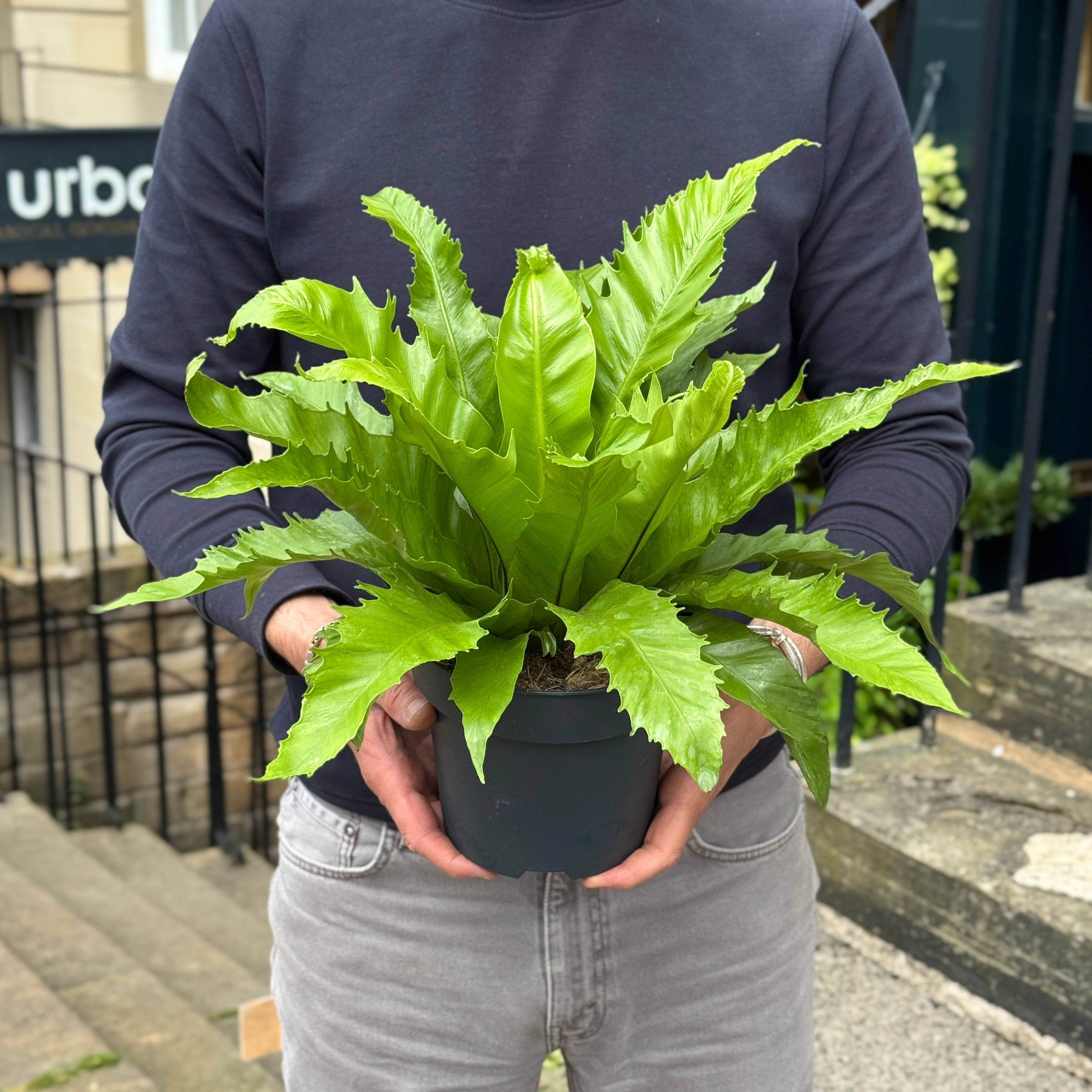 Asplenium 'Gioia' (17cm pot)