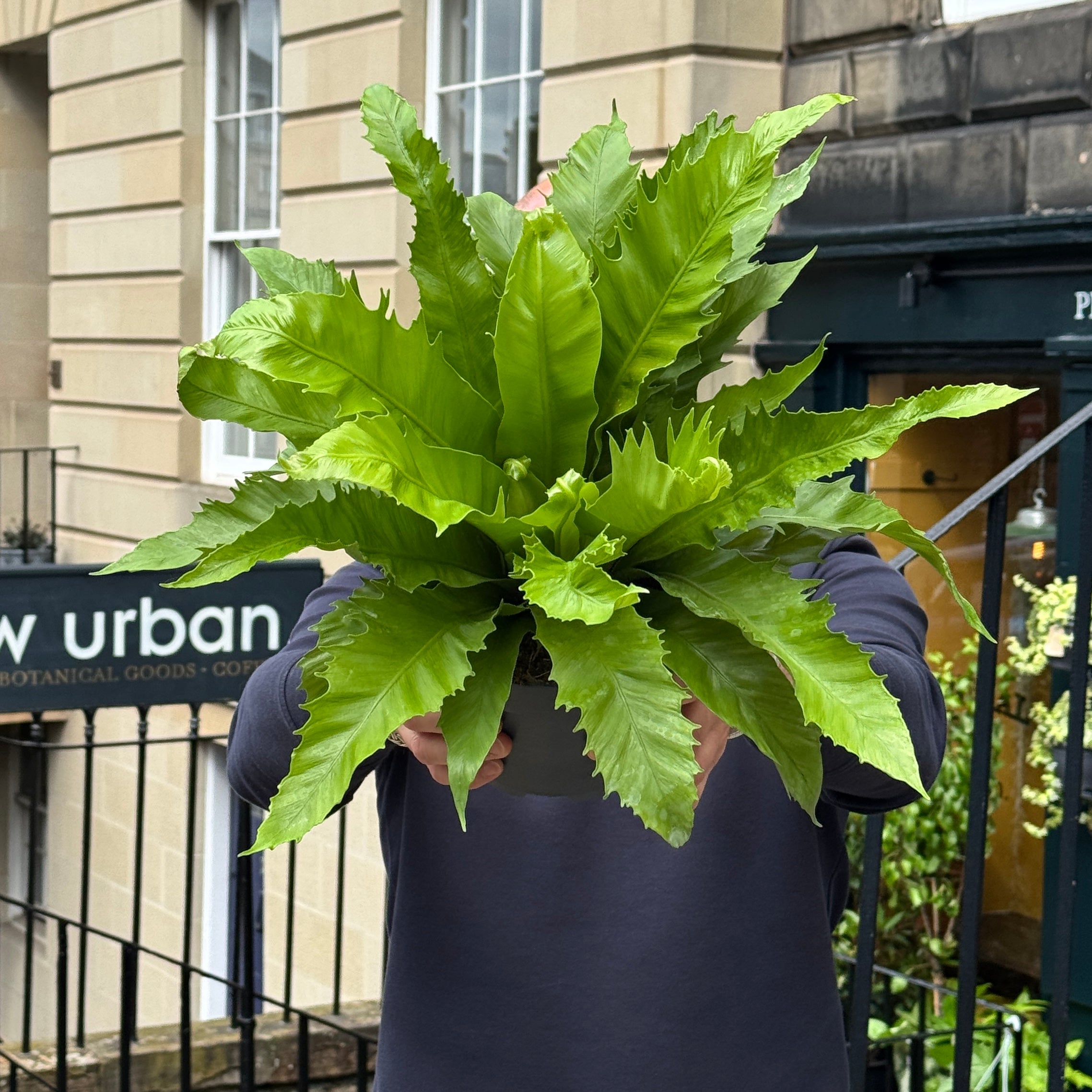Asplenium 'Gioia' (17cm pot)