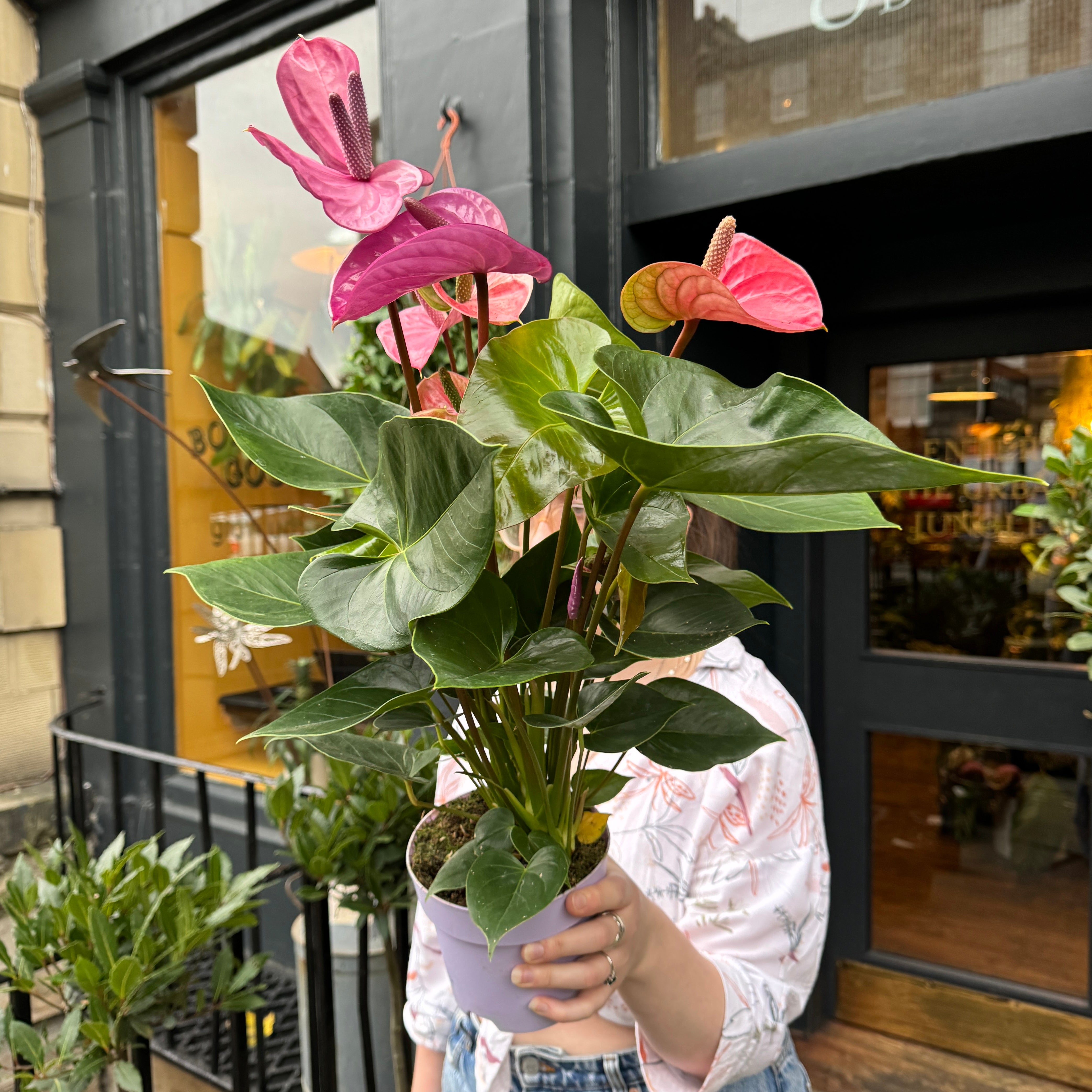 Anthurium 'Cavalli'