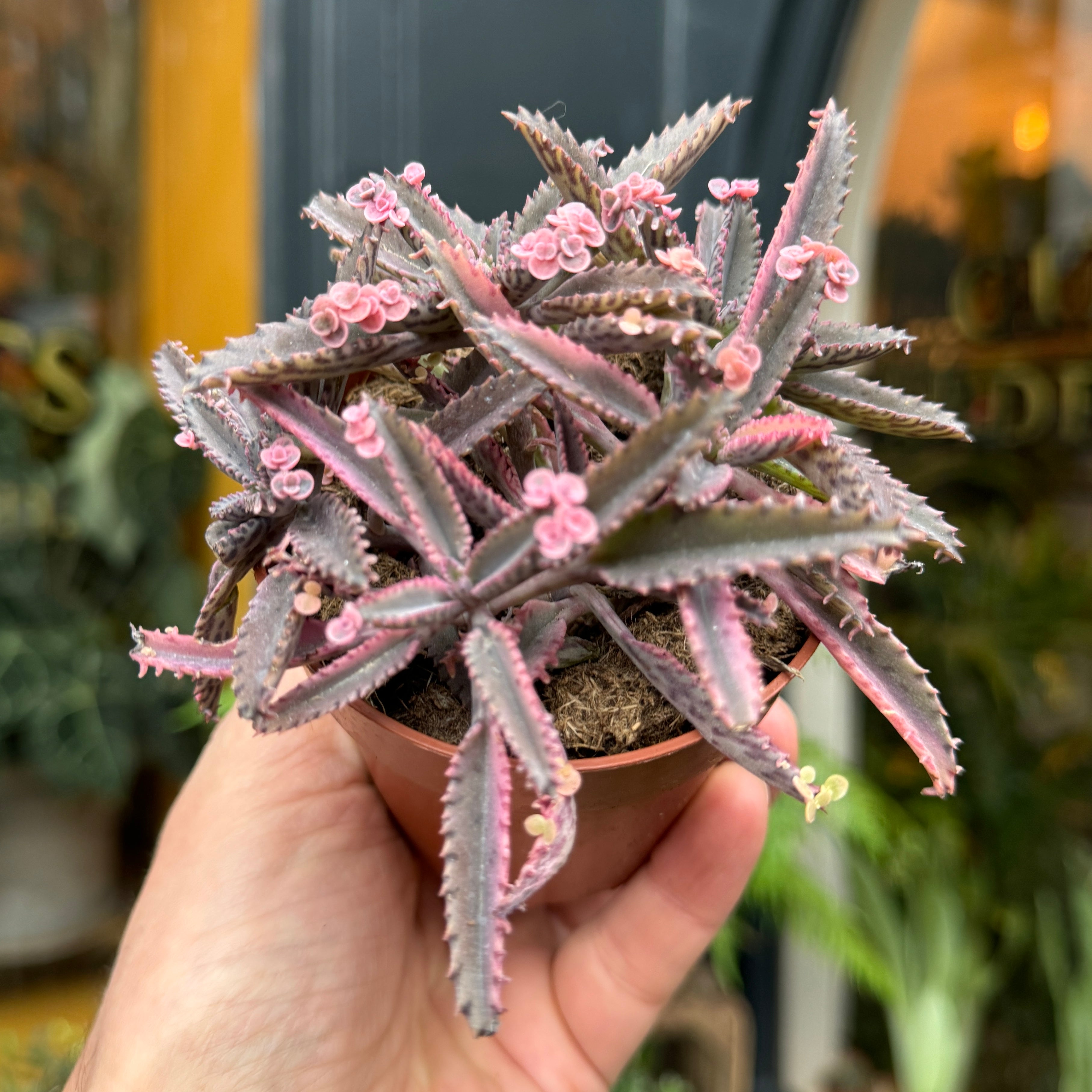 Kalanchoe 'Pink Butterfly'