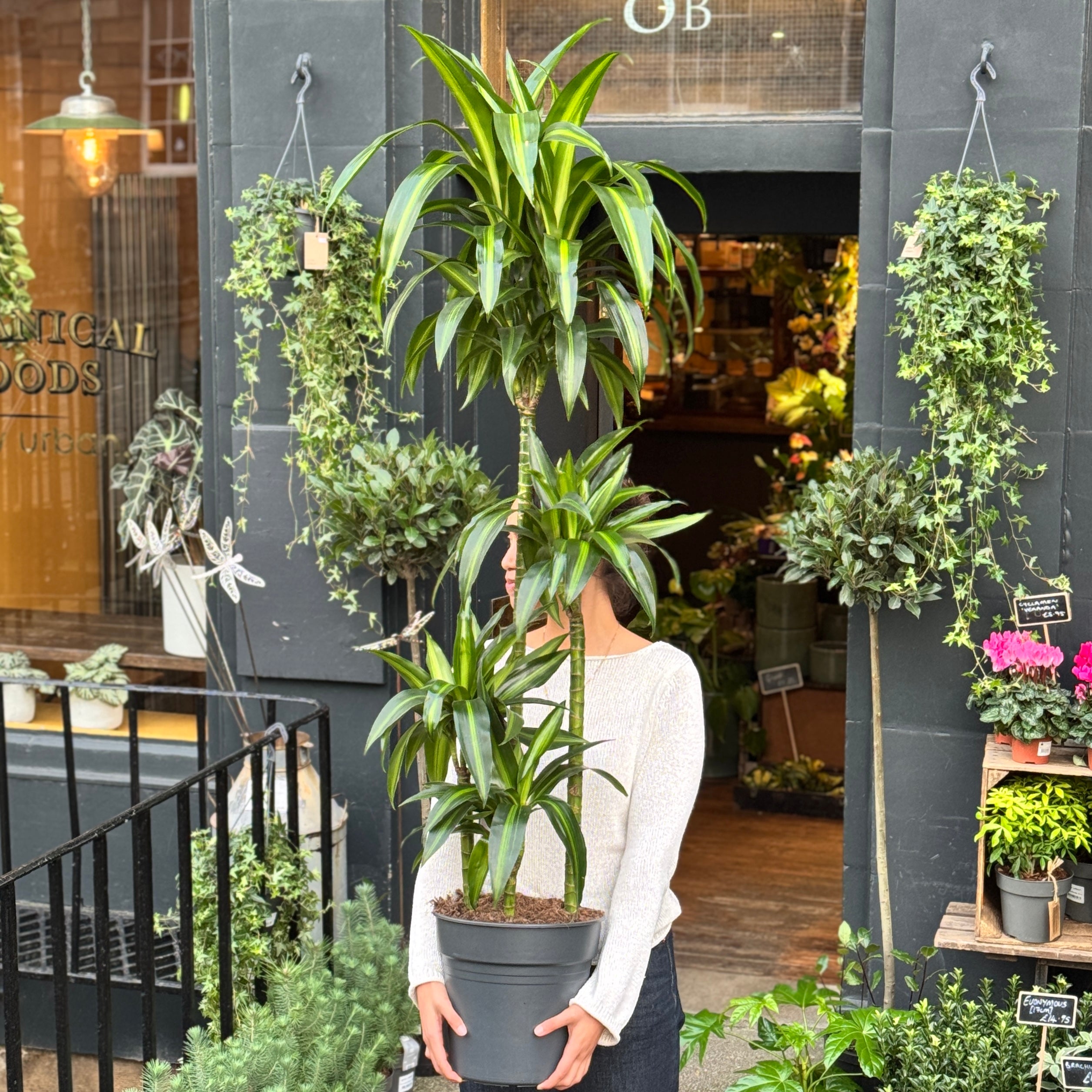 Dracaena 'Hawaiian Sunshine'