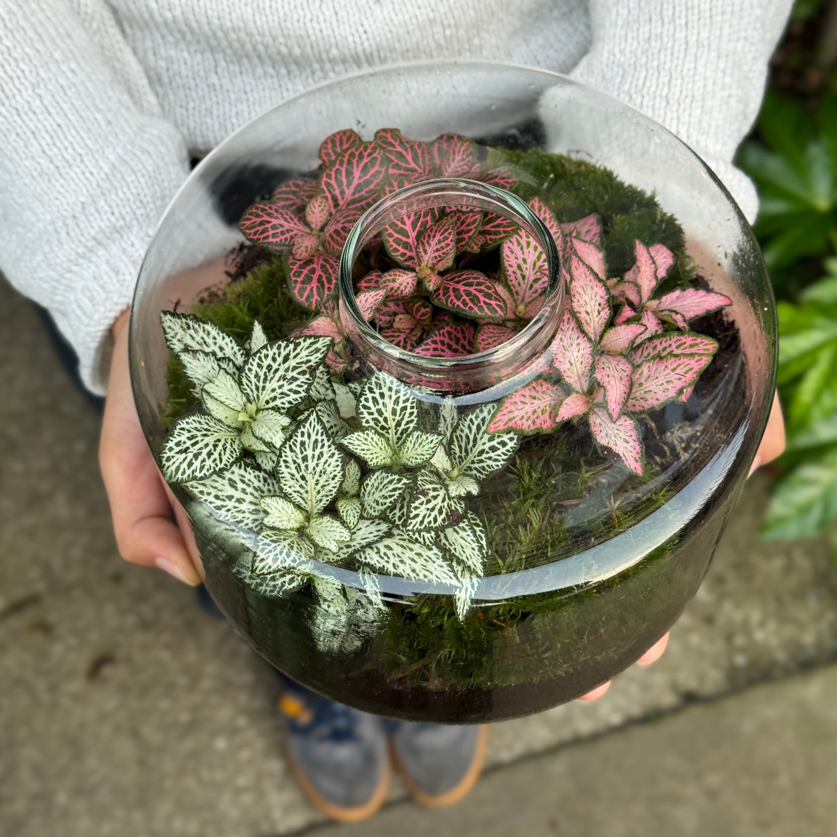 Aura Terrarium