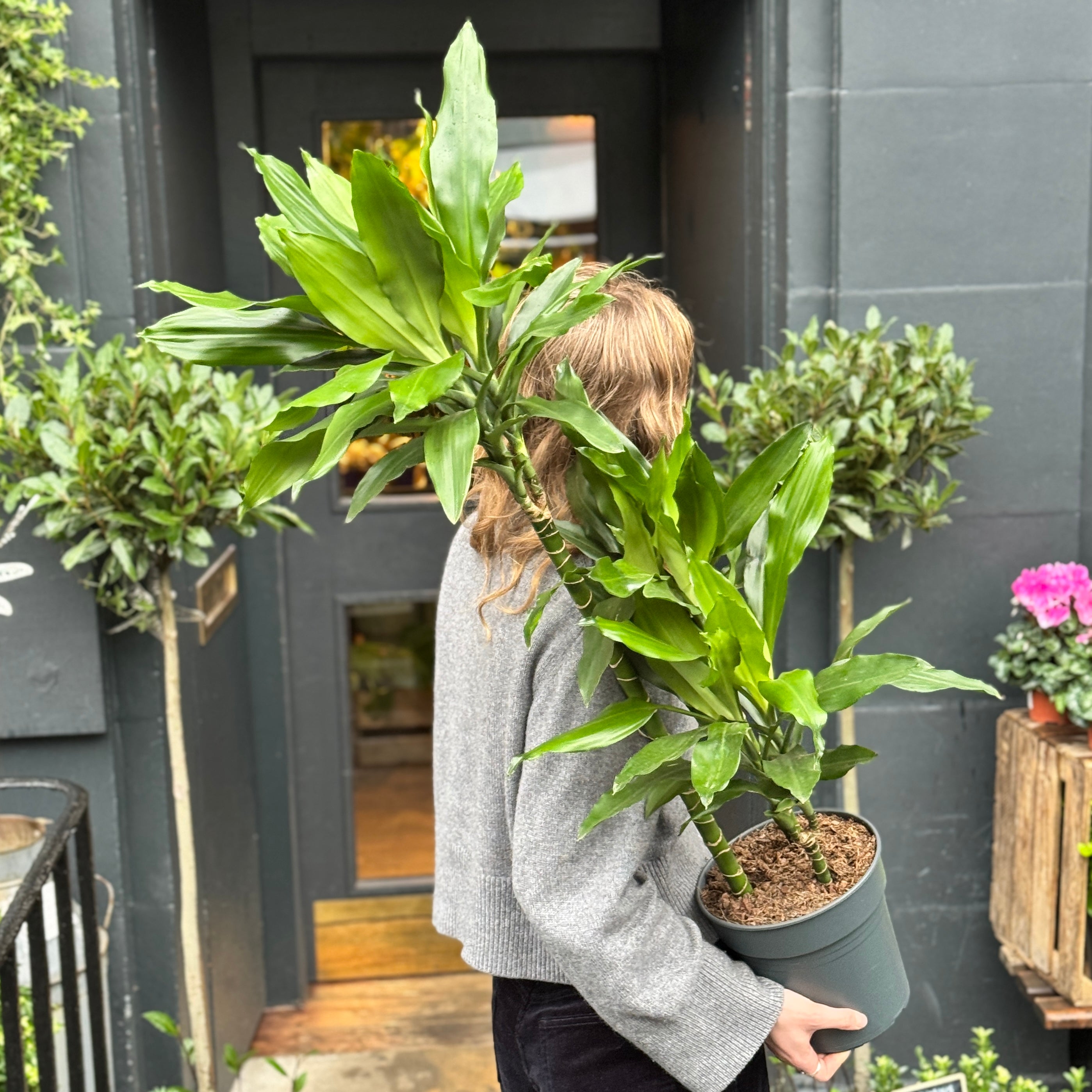 Dracaena ‘Janet Lind’ (120cm)