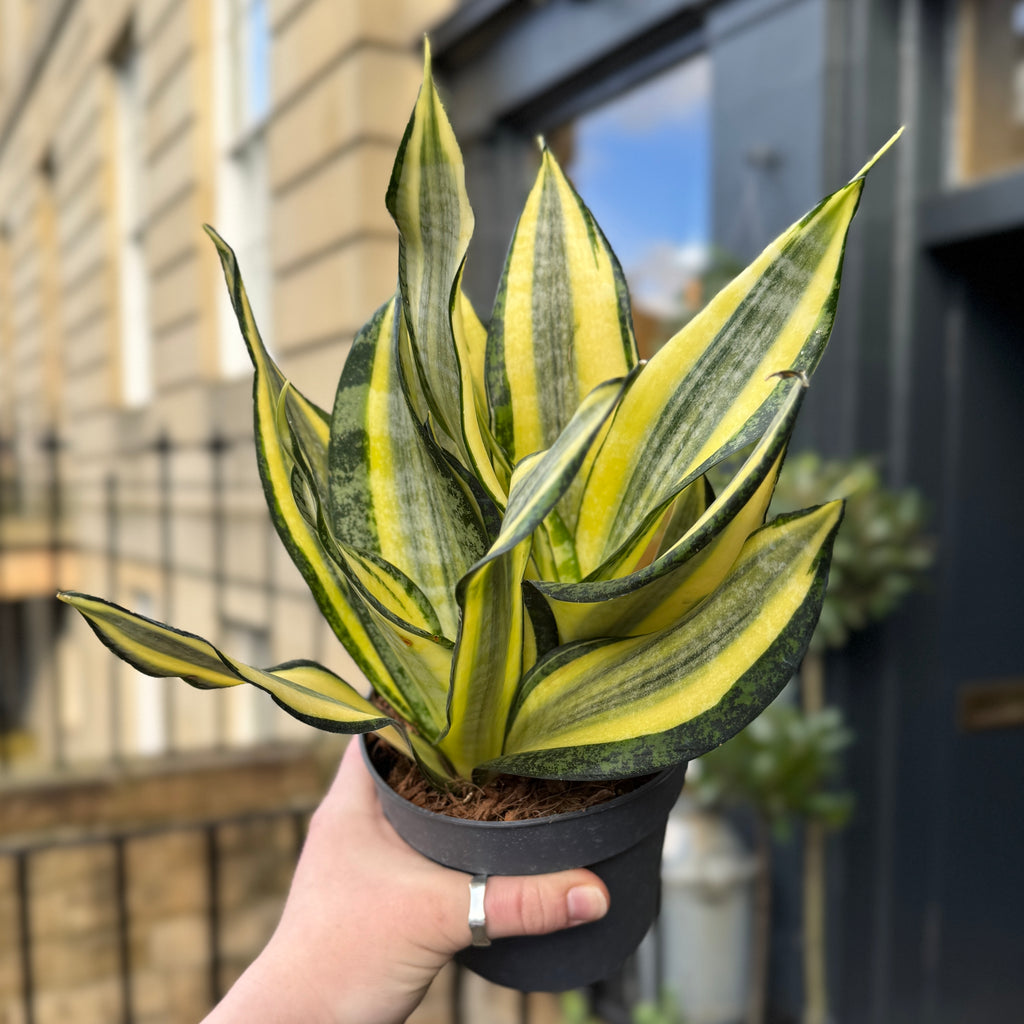 gold dust snake plant Sansevieria 'Gold Dust'