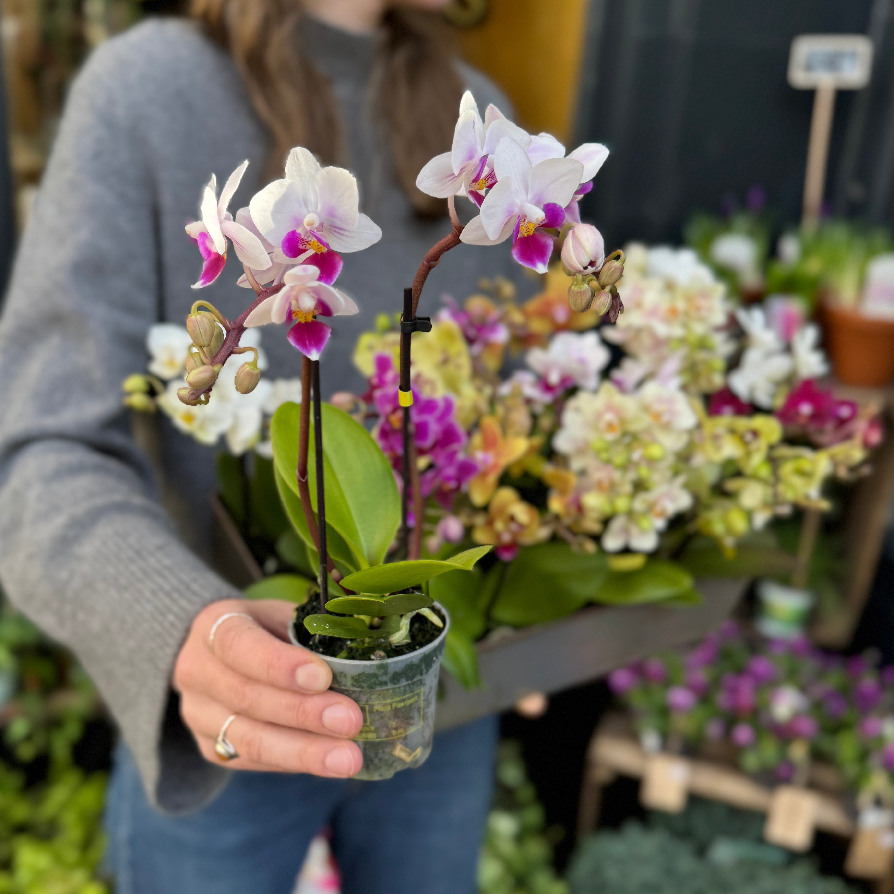 Phalaenopsis ‘Optifriend'