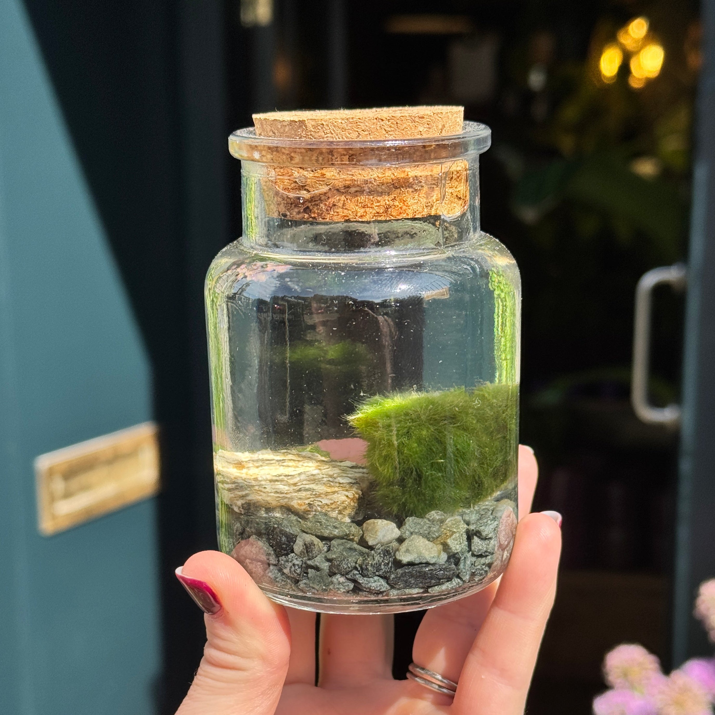 Marimo Moss Ball in Glass Jar