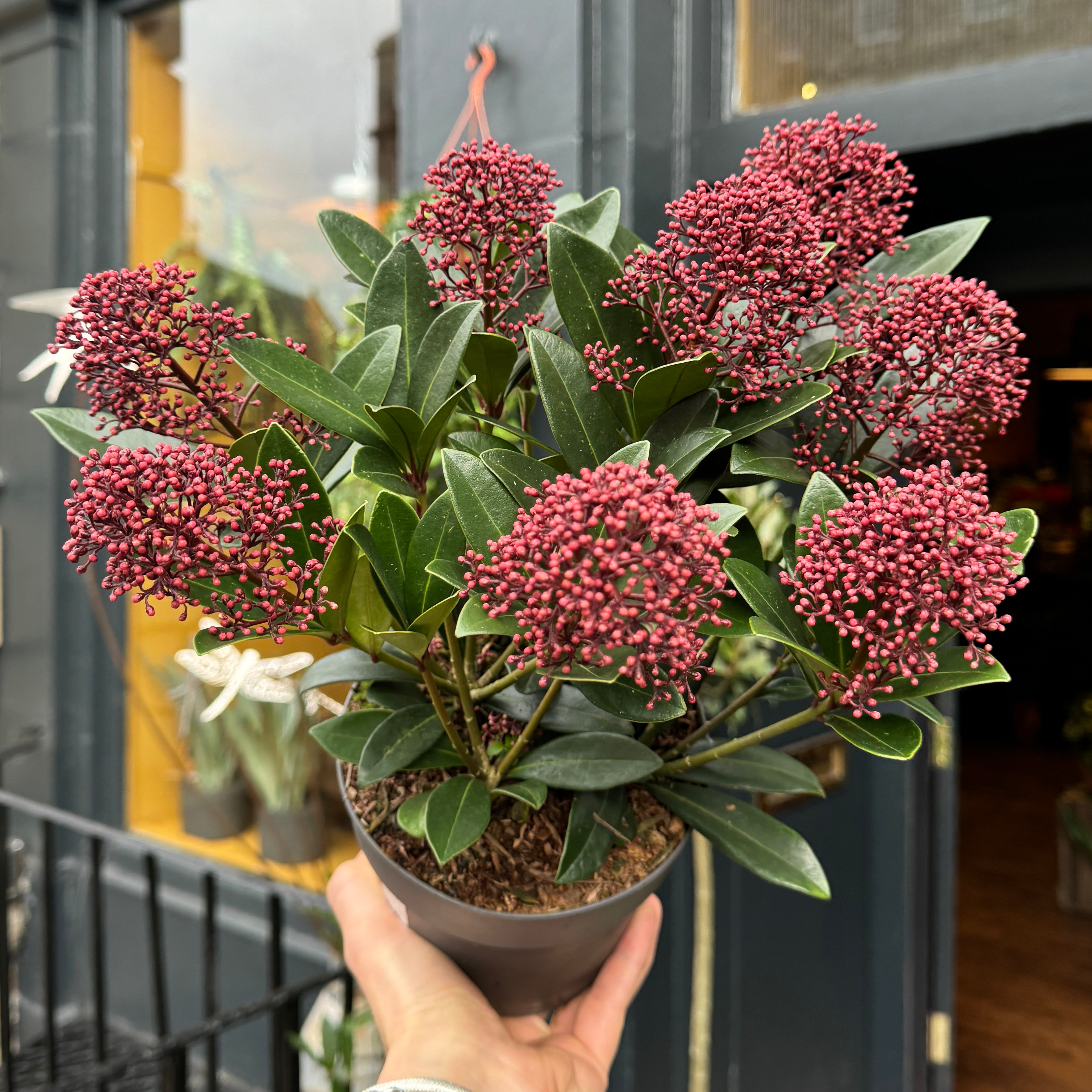 Skimmia japonica 'Rubella'