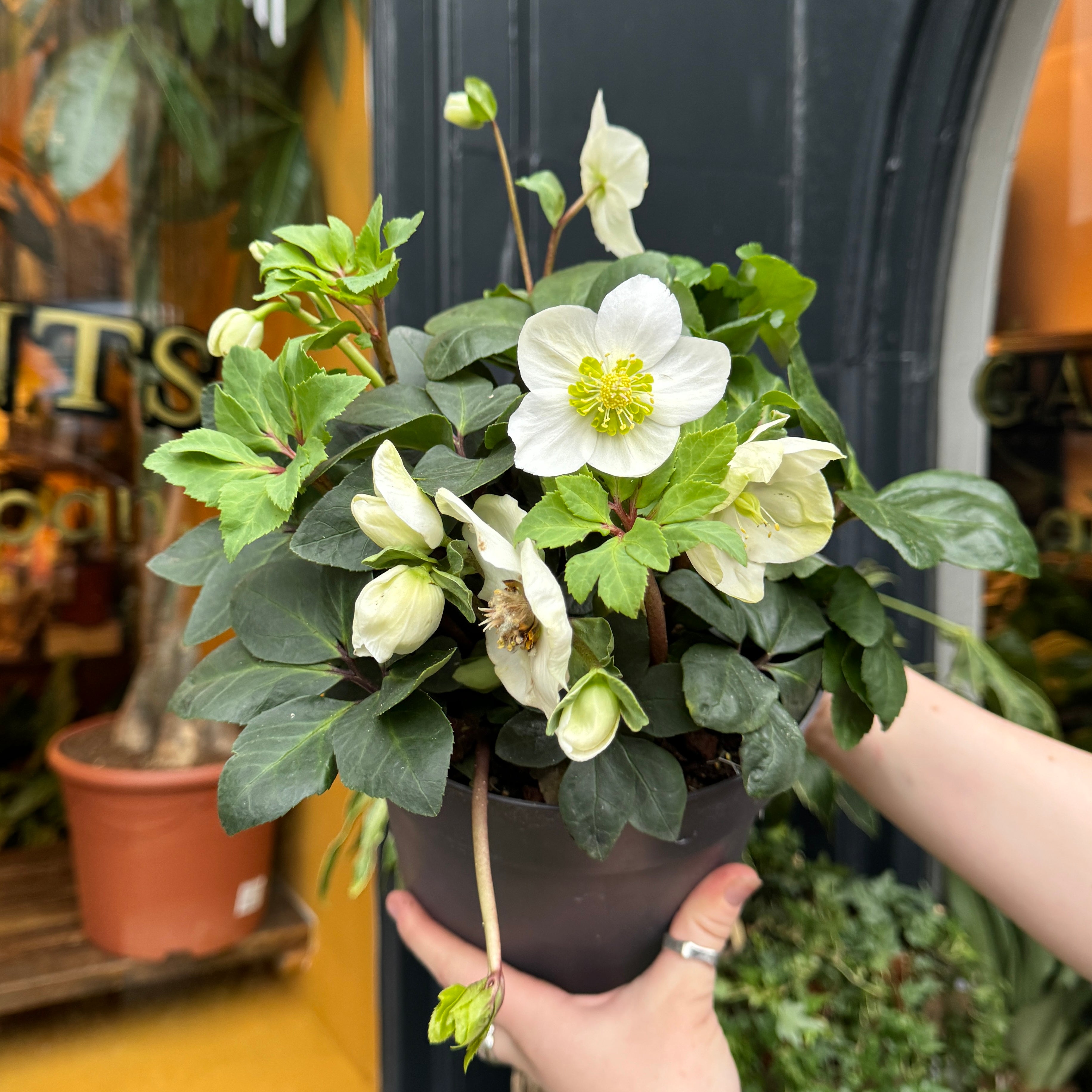 Helleborus 'Christmas Carol' (19cm pot)