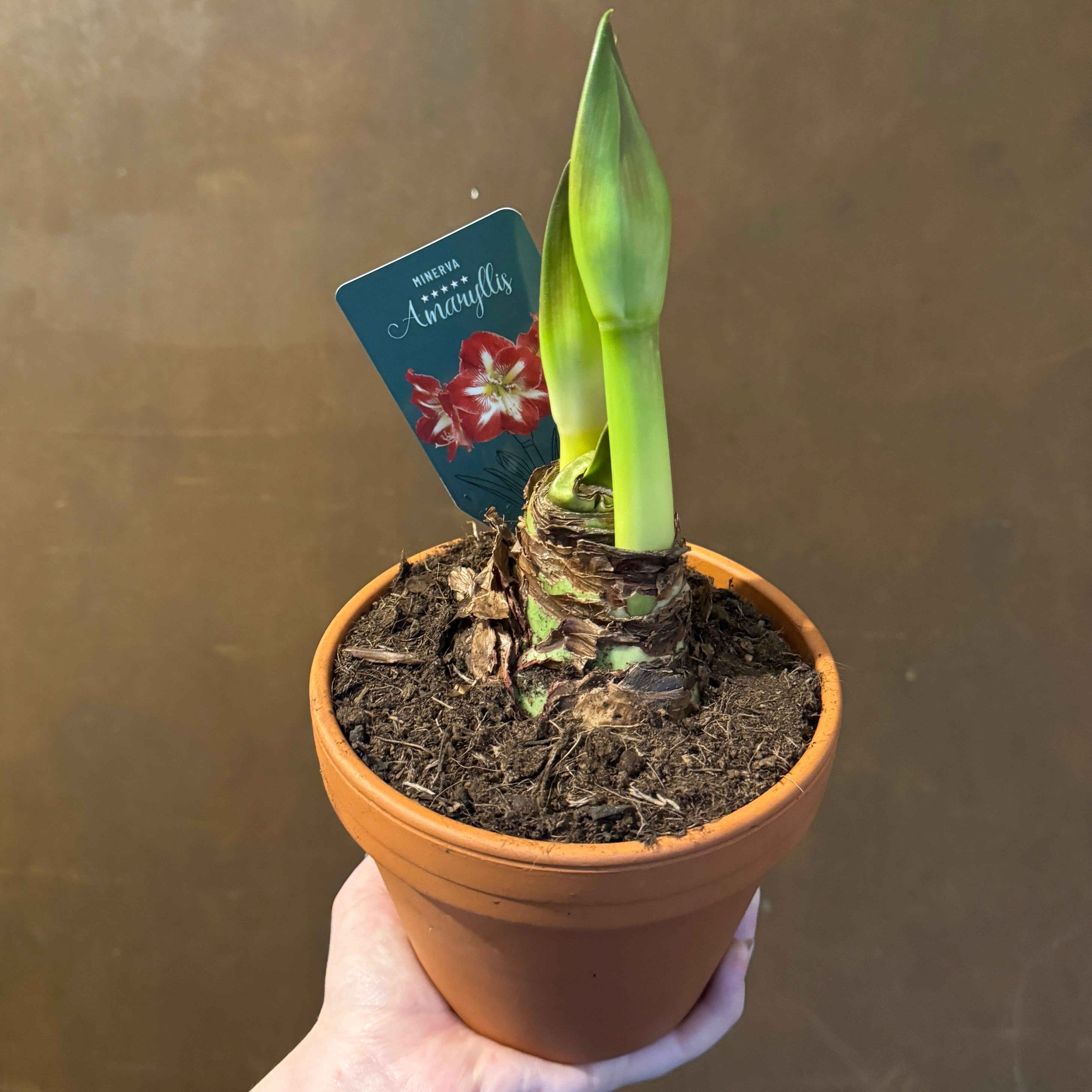 Amaryllis with Terracotta Pot