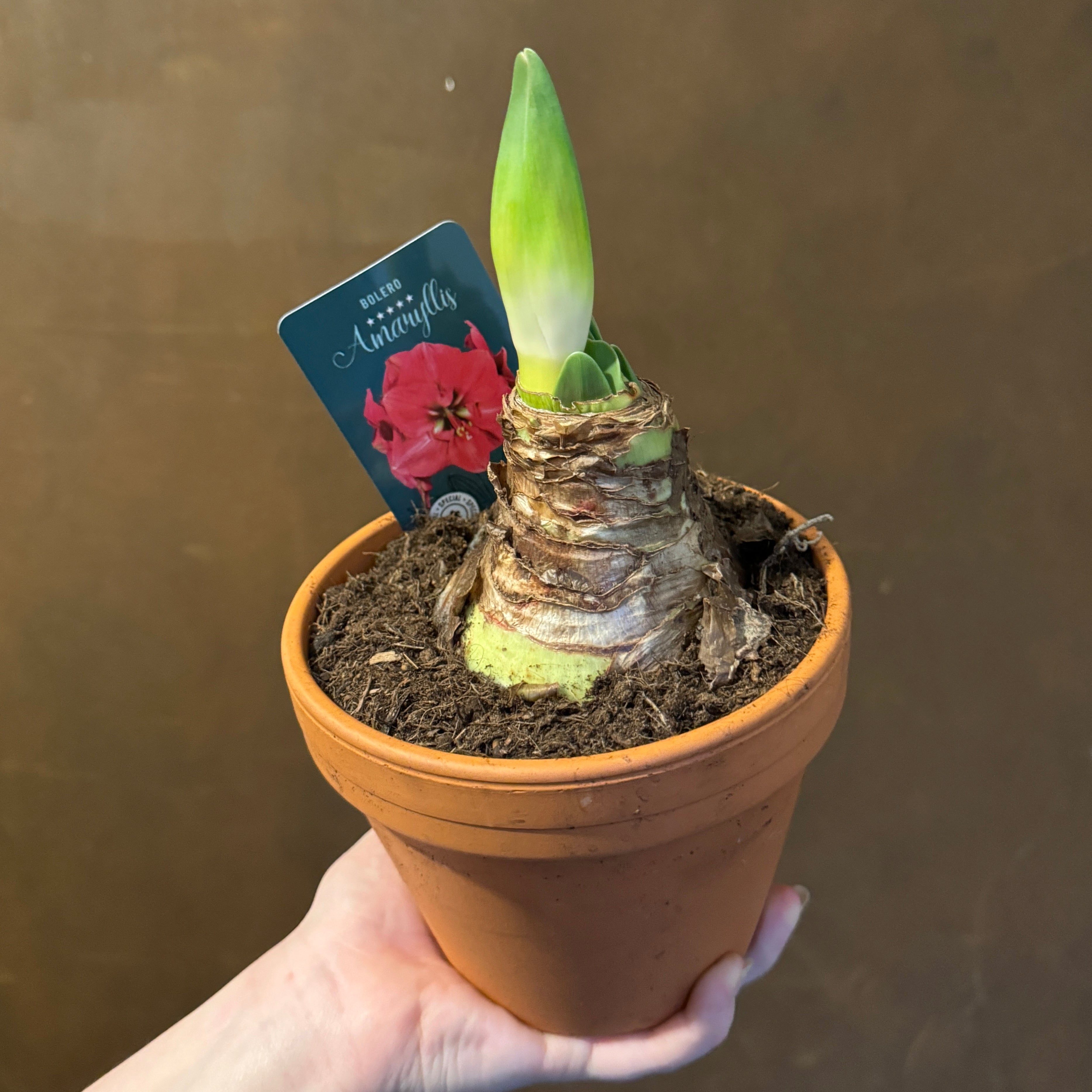 Amaryllis with Terracotta Pot