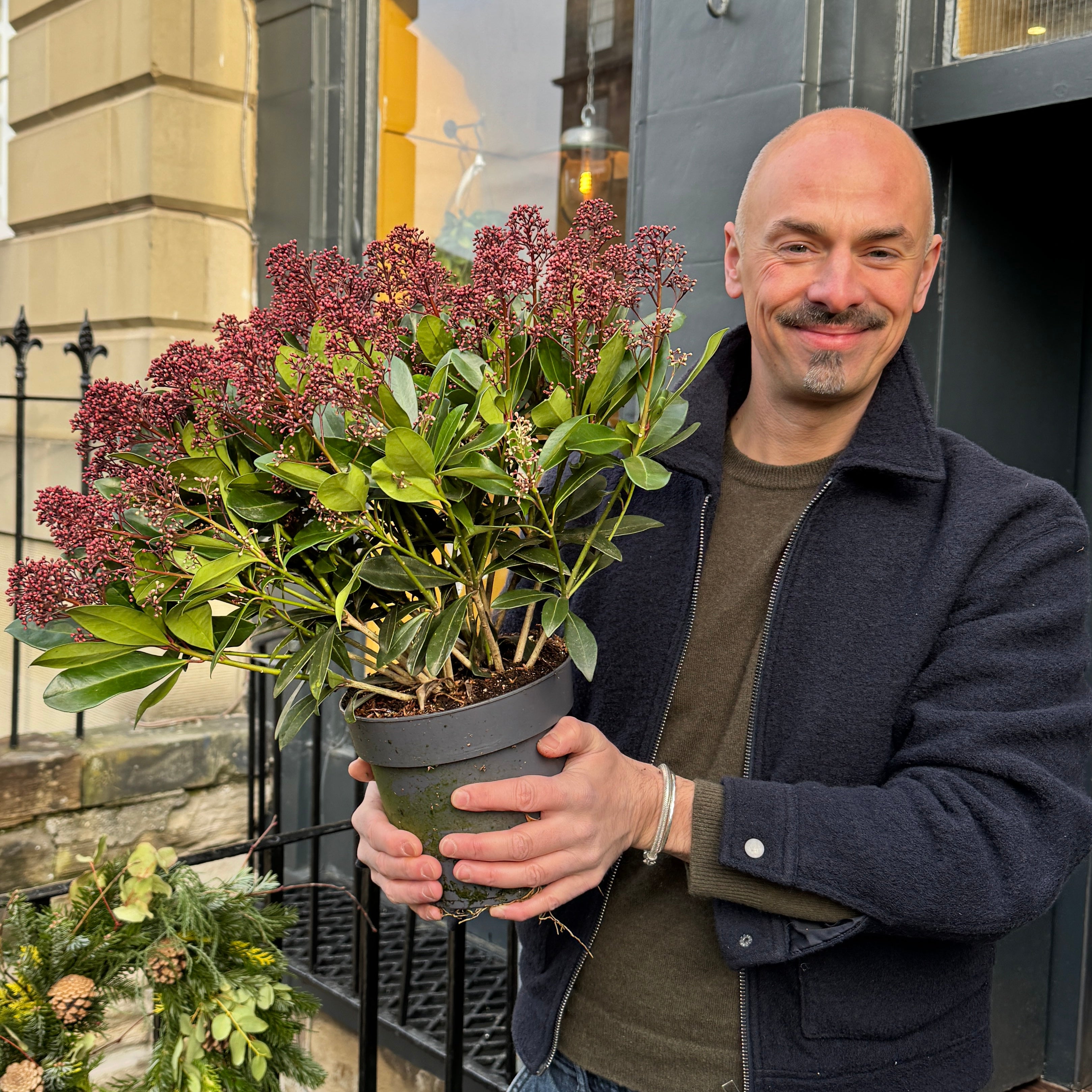 Skimmia japonica 'Rubella' (19cm pot)
