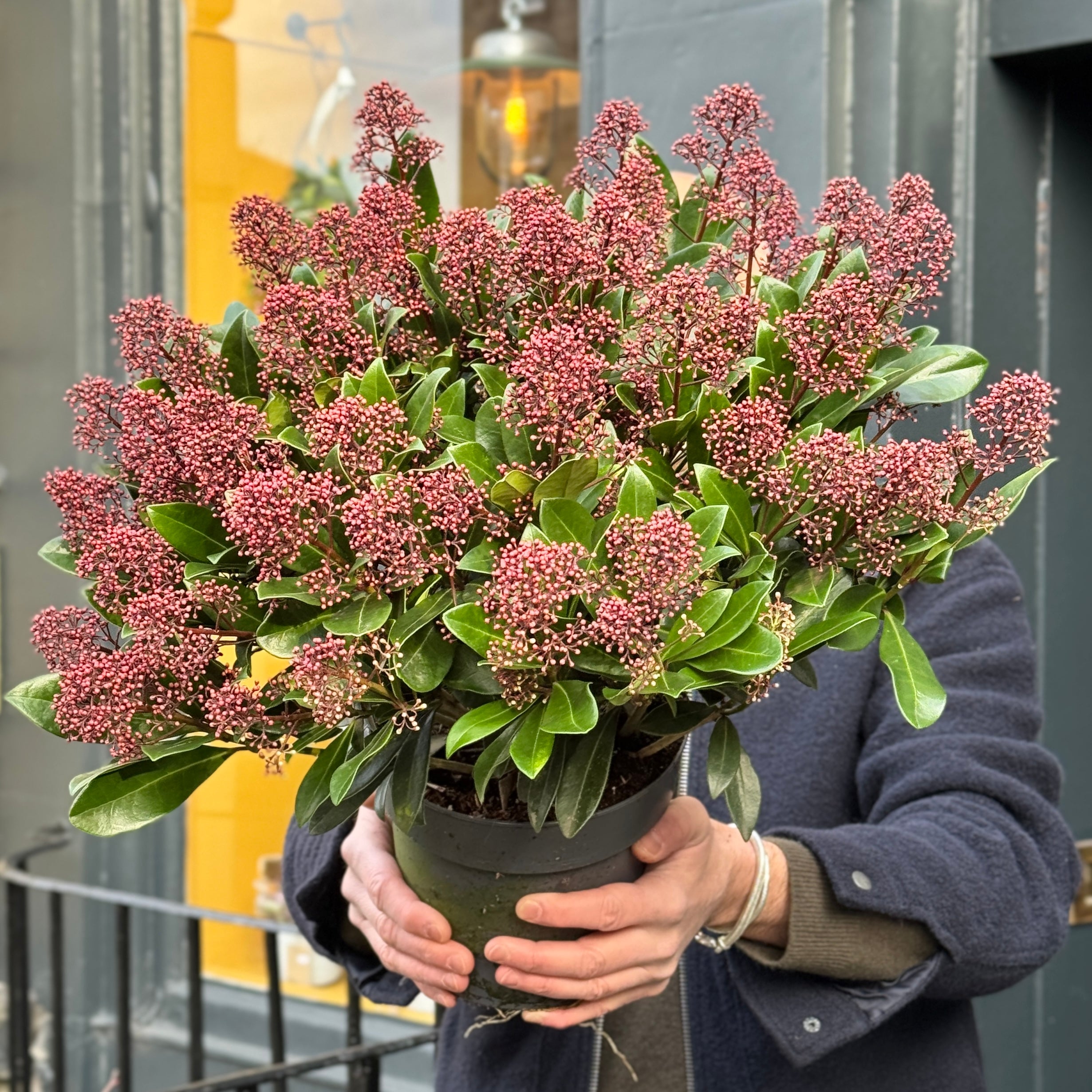 Skimmia japonica 'Rubella' (19cm pot)