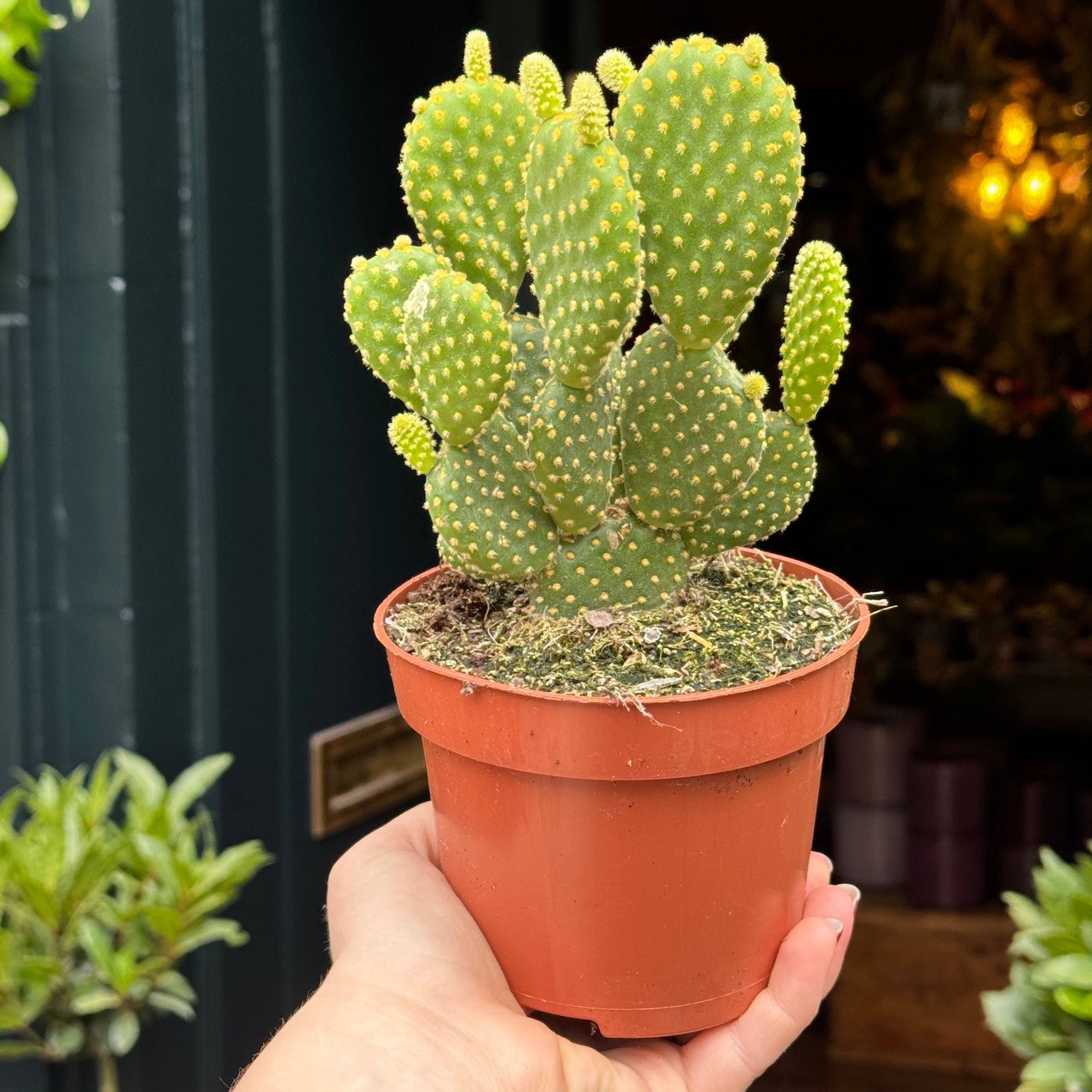 Opuntia microdasys