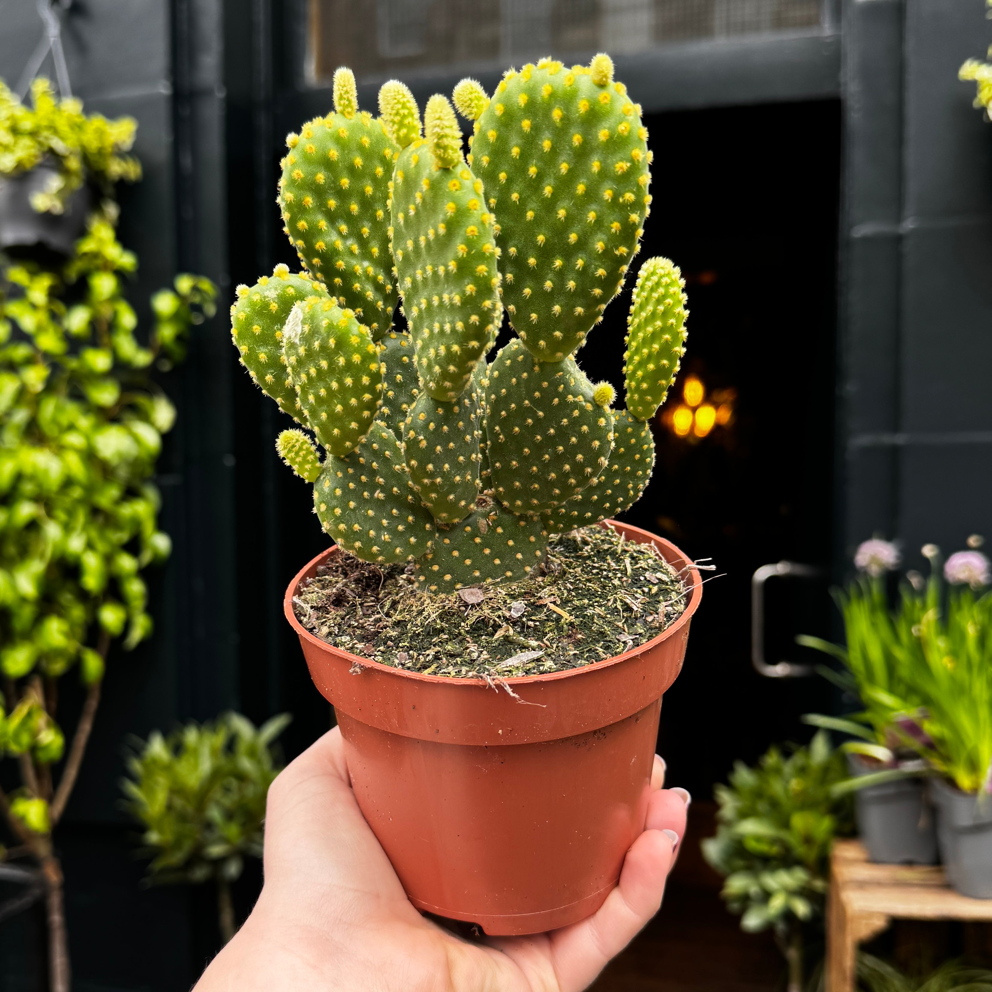 Opuntia microdasys