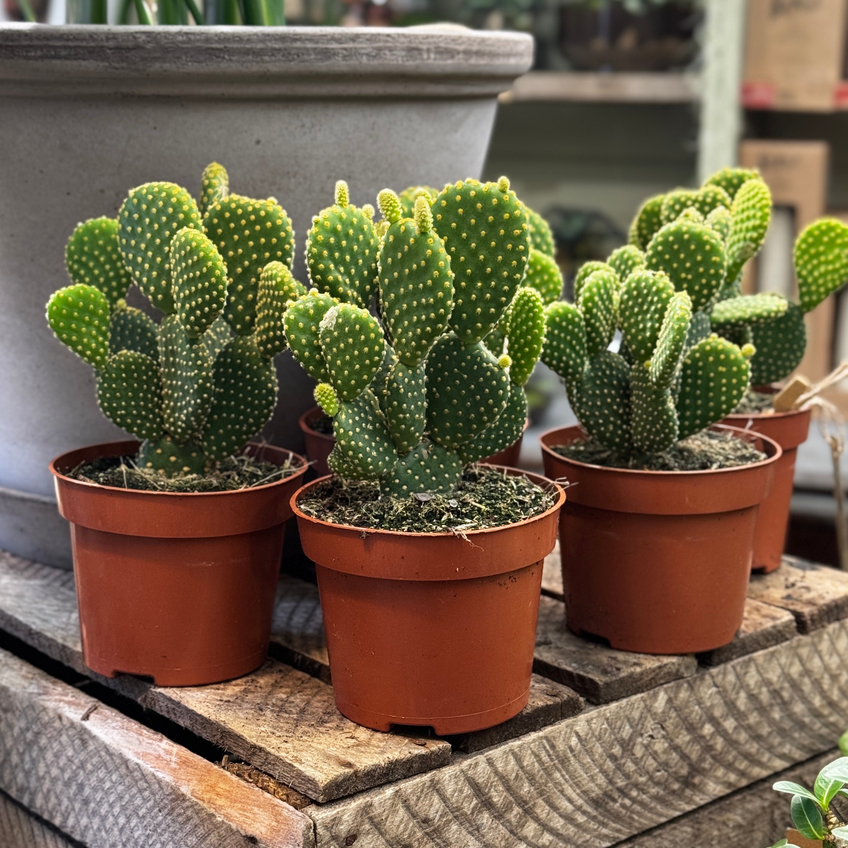 Opuntia microdasys