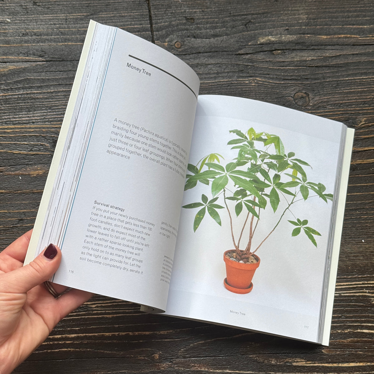 The New Plant Parent