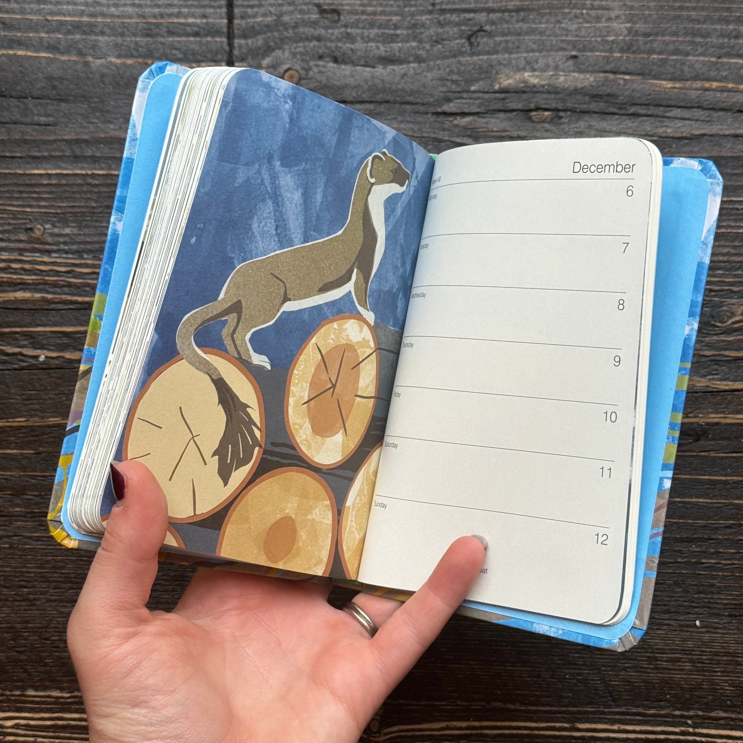 A hand holding an open hardcover copy of Scottish Nature Pocket Diary 2027 on a dark wood background. The left page features an illustration of a grey stoat standing above circular wood-slice designs on a blue background.